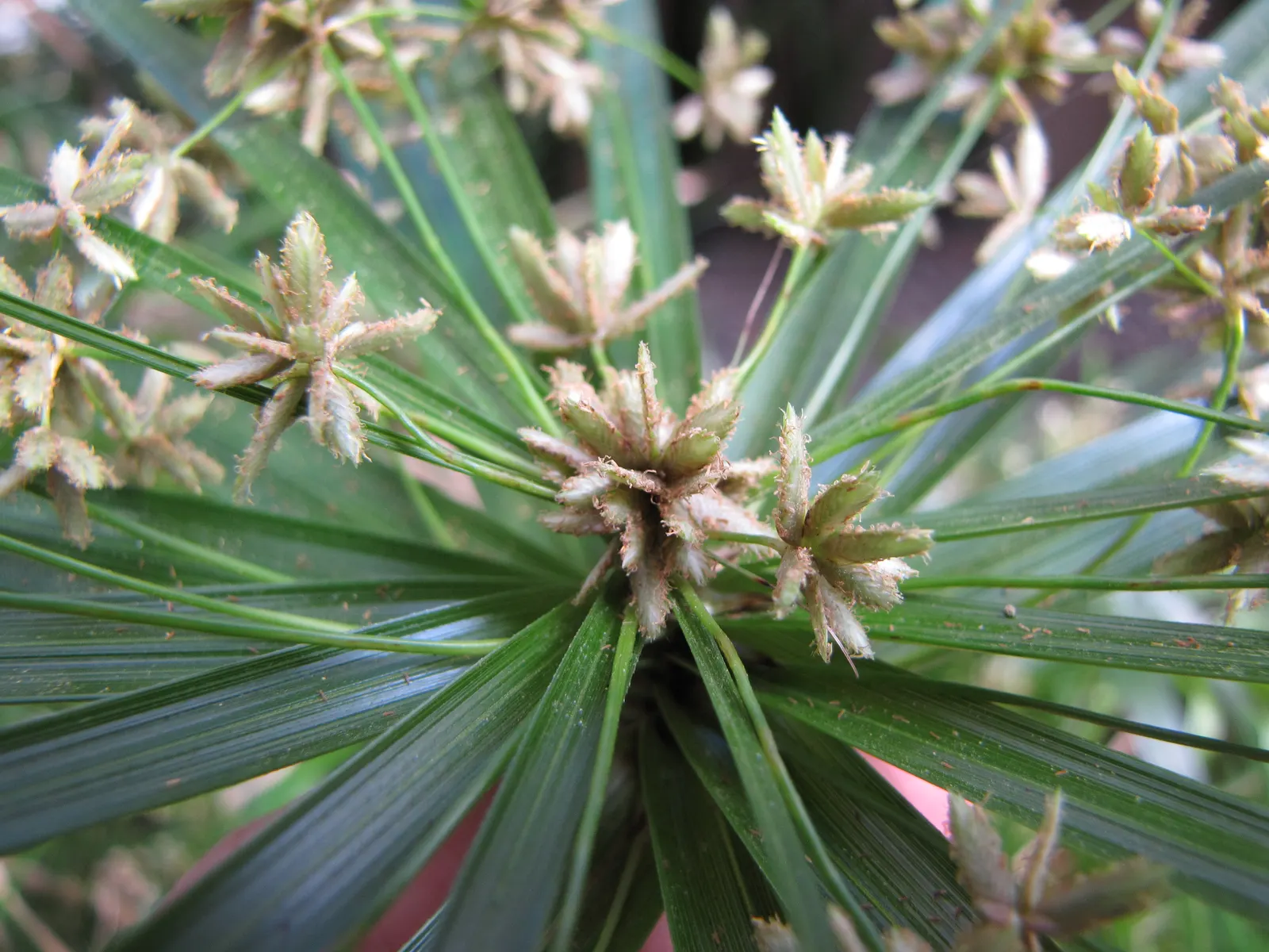 Umbrella Plant, Umbrella Flatsedge (Cyperus Alternifolius) — creating the plant's umbrella-like appearance.<br><br>Native to Madagascar; it's a, image 104