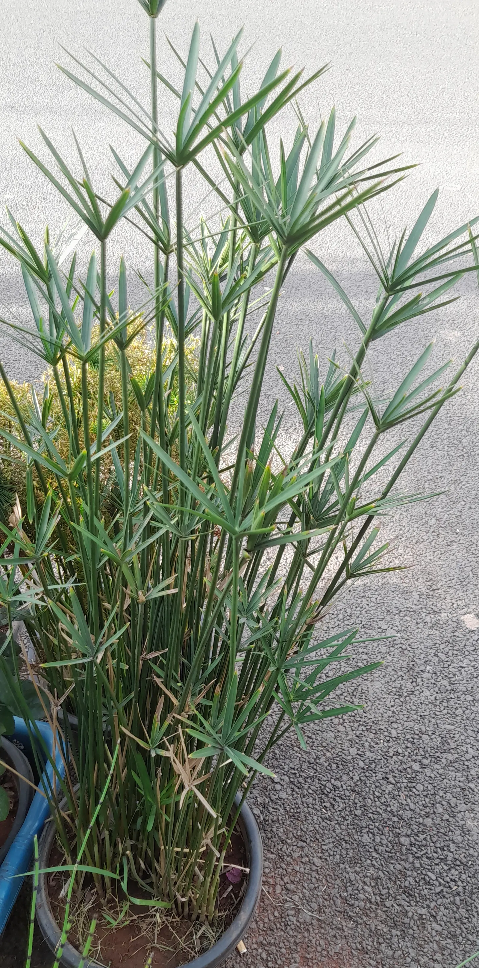 Umbrella Plant, Umbrella Flatsedge (Cyperus Alternifolius) — Ideal for adding vertical interest to water gardens or indoor arrangements