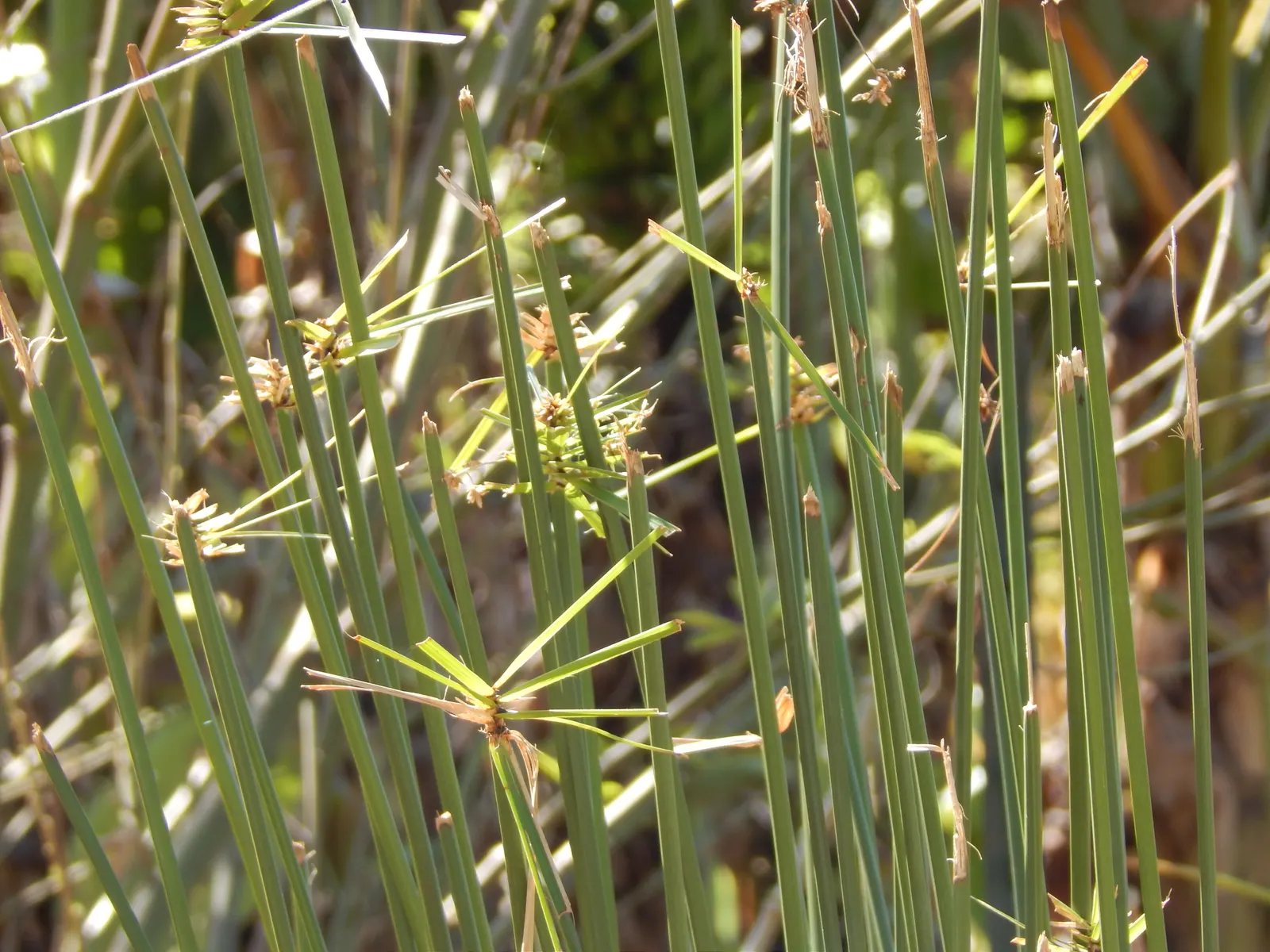 Umbrella Plant, Umbrella Flatsedge (Cyperus Alternifolius) — It features radiating leaves that form an umbrella-like shape atop sturdy, green stems, image 62