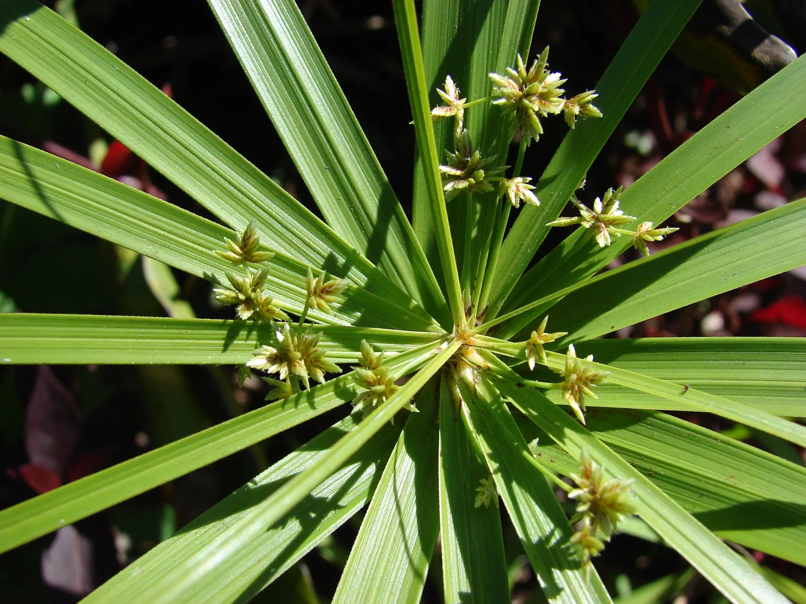 Umbrella Plant, Umbrella Flatsedge (Cyperus Alternifolius) — commonly known as the Umbrella Plant or Umbrella Papyrus; ideal for adding vertical, image 61