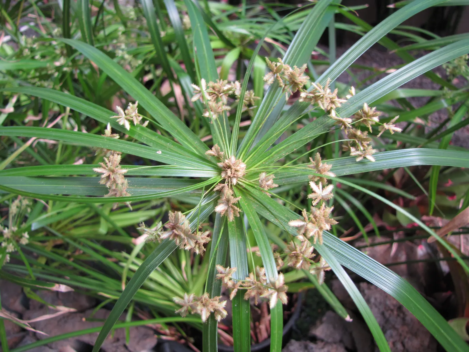 Umbrella Plant, Umbrella Flatsedge (Cyperus Alternifolius) — green flowers in the garden; which are bright green and arranged in a single plane