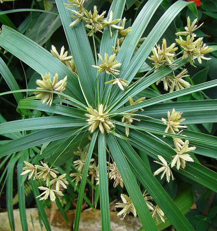 Umbrella Plant, Umbrella Flatsedge (Cyperus Alternifolius) — perennial with green blooms; can be utilized as an accent or centerpiece due to its, image 89