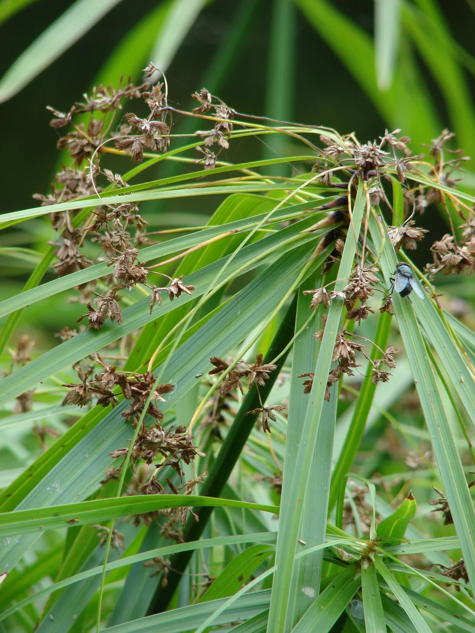 Umbrella Plant, Umbrella Flatsedge (Cyperus Alternifolius) — ensuring adequate moisture and room to grow; commonly known as the Umbrella Plant or, image 112