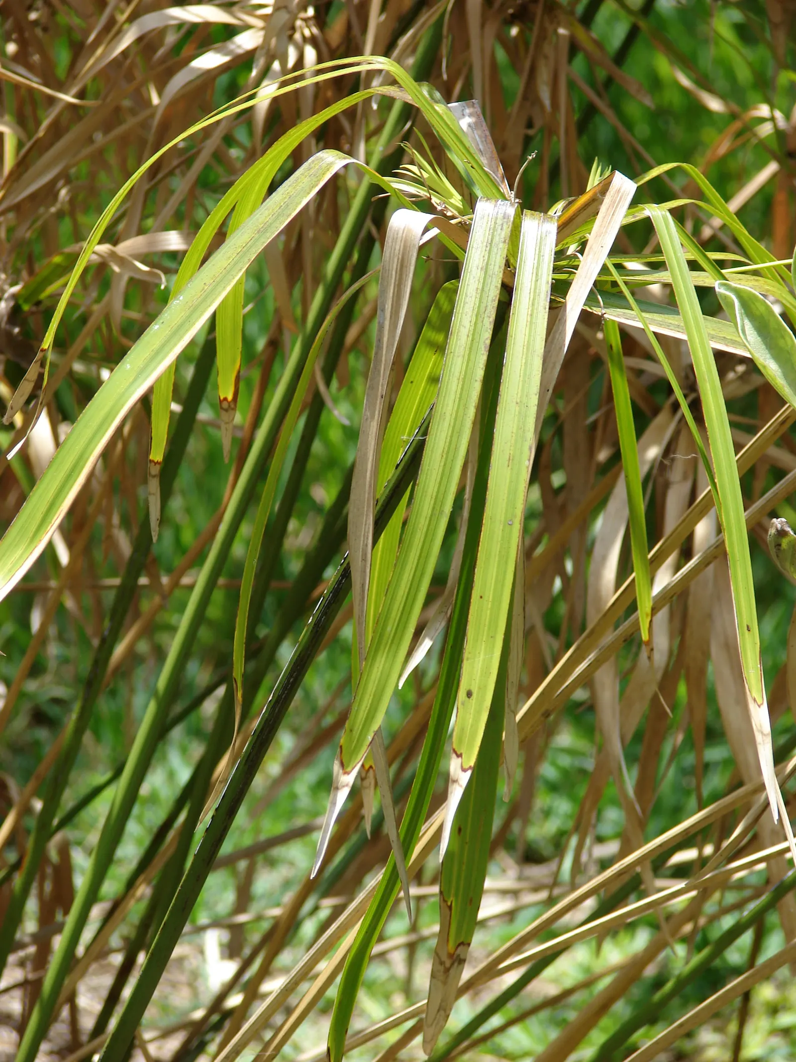 Umbrella Plant, Umbrella Flatsedge (Cyperus Alternifolius) — perennial for deep shade or full or half or shade; so thoughtful placement and, image 90