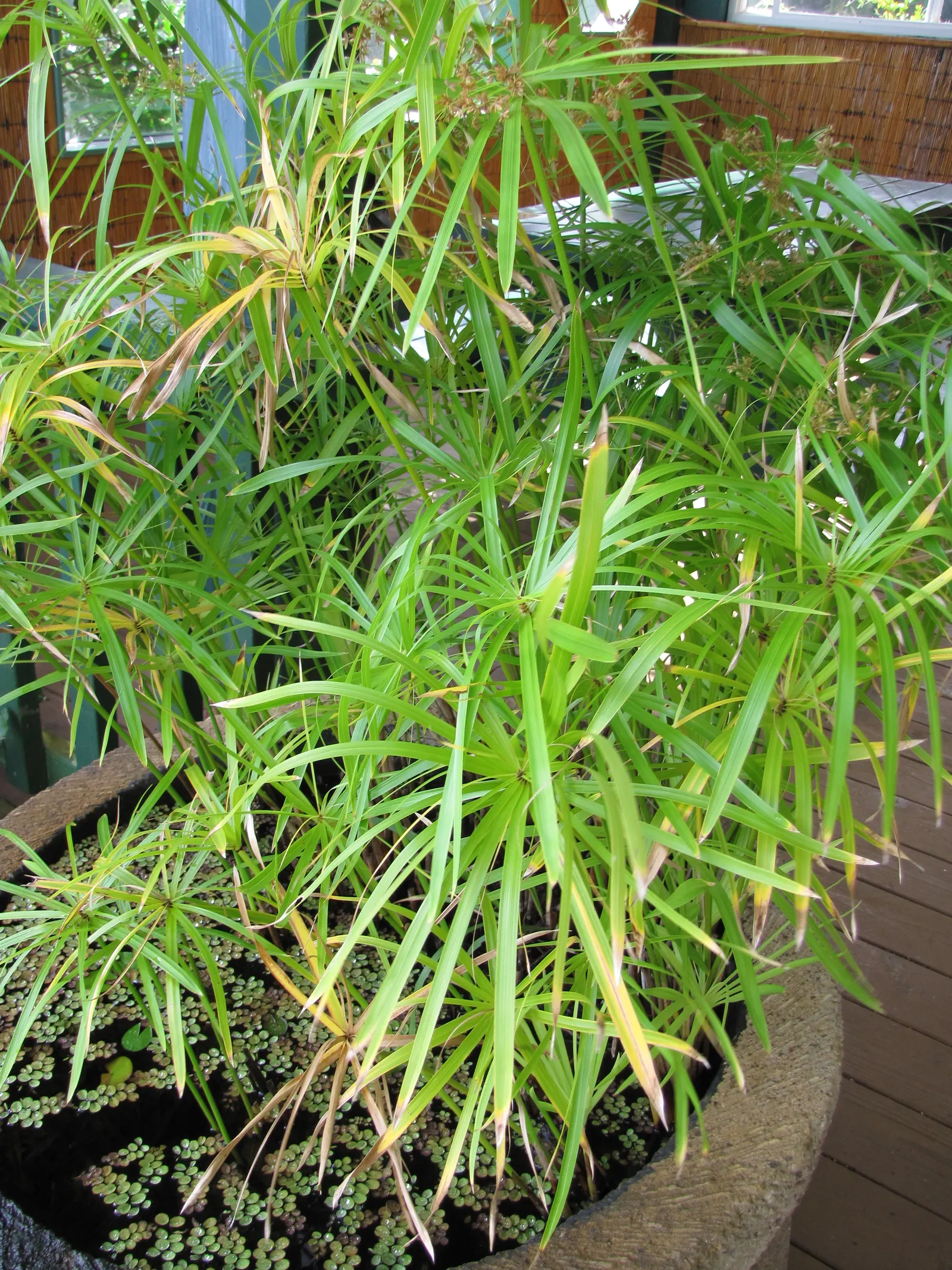 Umbrella Plant, Umbrella Flatsedge (Cyperus Alternifolius) — commonly known as the Umbrella Plant or Umbrella Papyrus; ideal for adding vertical, image 91