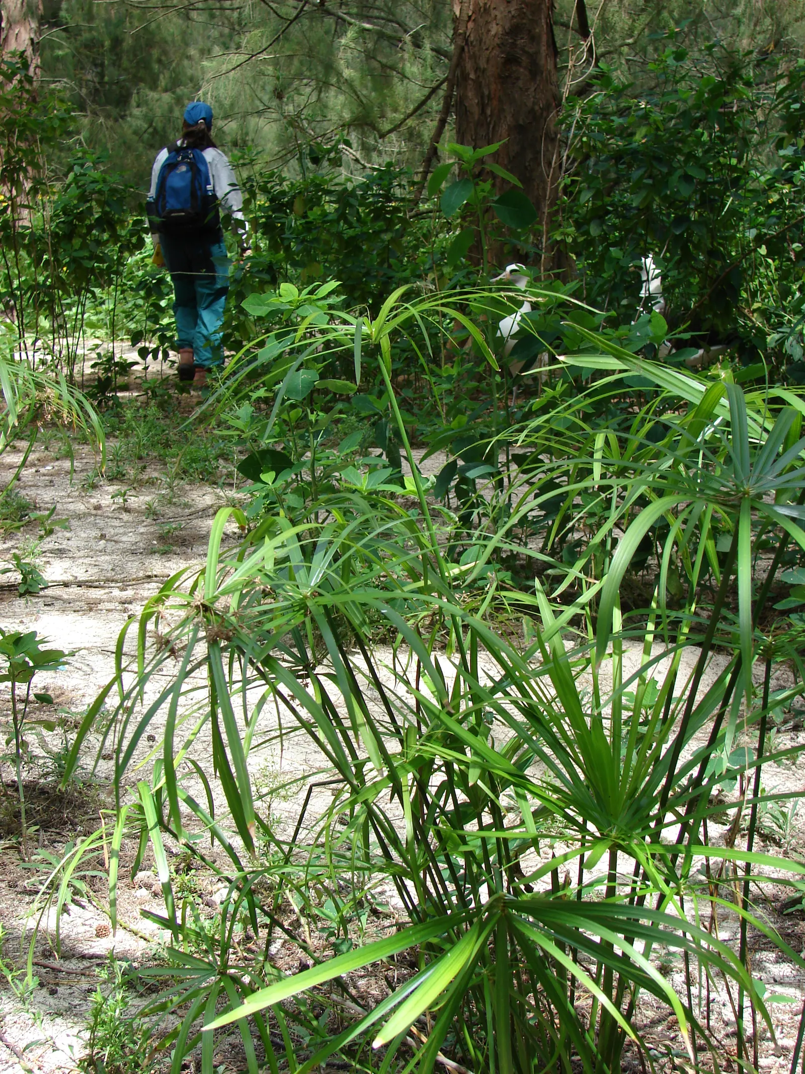 Umbrella Plant, Umbrella Flatsedge (Cyperus Alternifolius) — This low-maintenance plant thrives in full sun to partial shade and prefers, image 93