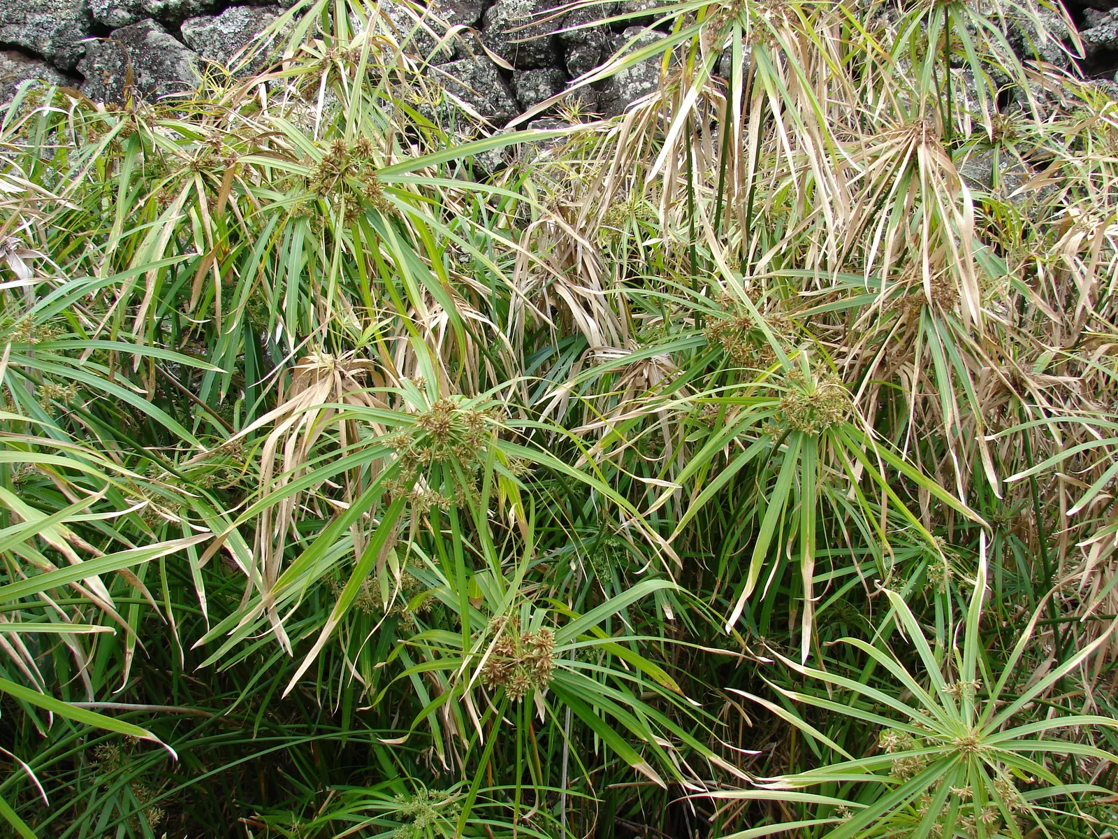 Umbrella Plant, Umbrella Flatsedge (Cyperus Alternifolius) — green flowers in the garden; which are bright green and arranged in a single plane, image 118