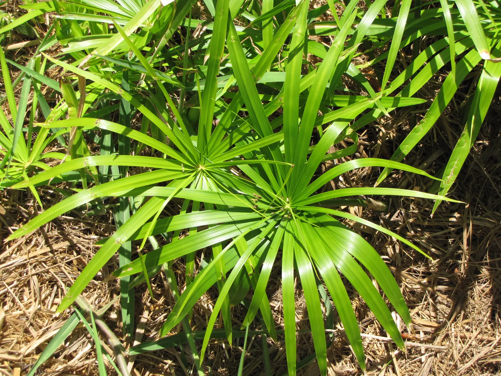 Umbrella Plant, Umbrella Flatsedge (Cyperus Alternifolius) — can be utilized as an accent or centerpiece due to its unique form.<br><br>For the, image 110