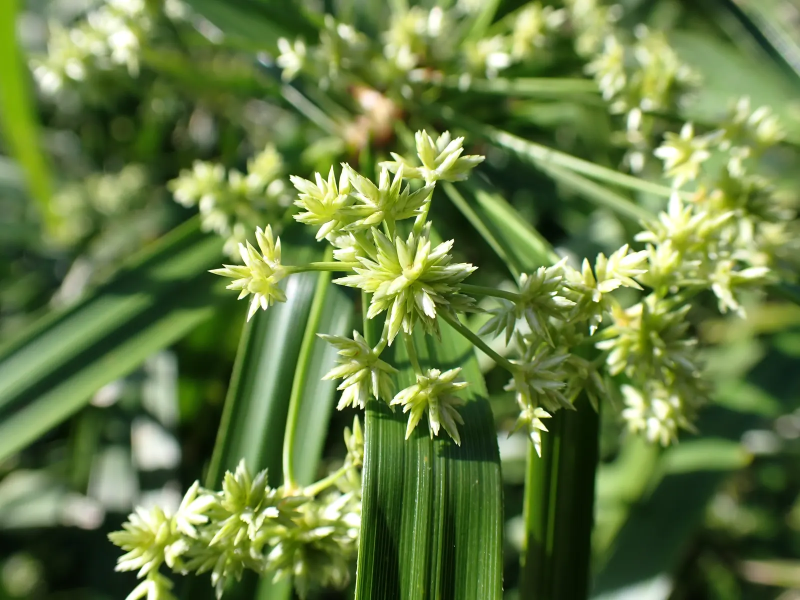 Umbrella Plant, Umbrella Flatsedge (Cyperus Alternifolius) — green flowers in the garden; which are bright green and arranged in a single plane, image 88