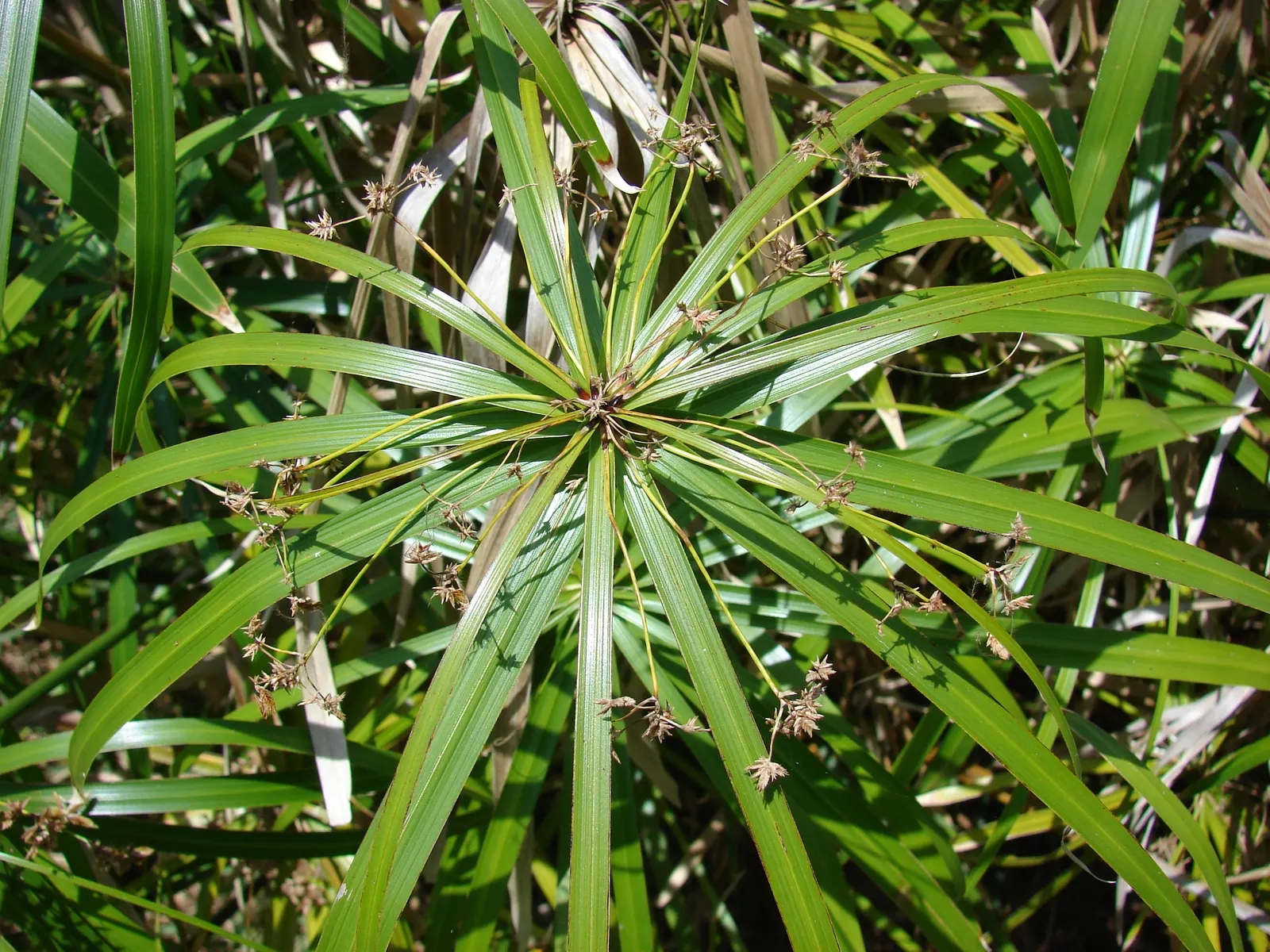 Umbrella Plant, Umbrella Flatsedge (Cyperus Alternifolius) — perennial for deep shade or full or half or shade; so thoughtful placement and, image 120