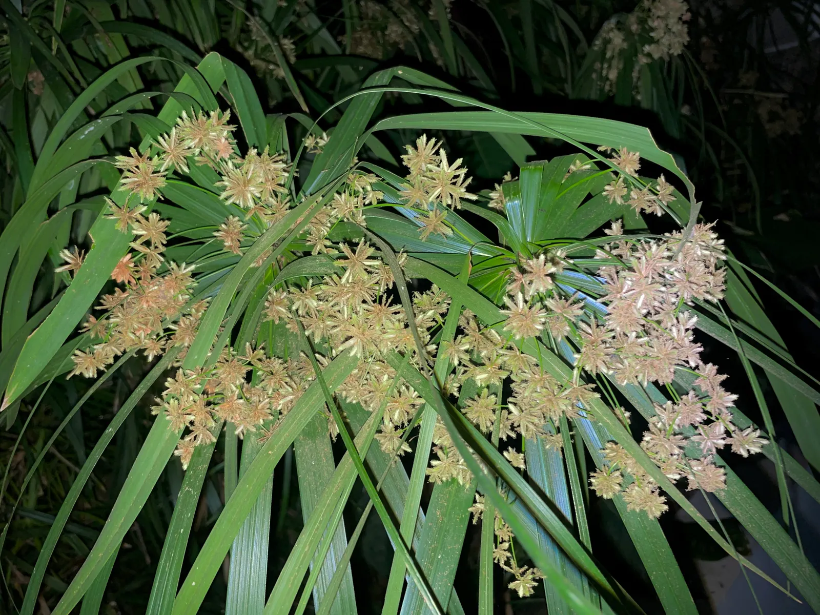 Umbrella Plant, Umbrella Flatsedge (Cyperus Alternifolius) — coupled with moderate watering requirements; cyperus alternifolius thrives in warmer climates