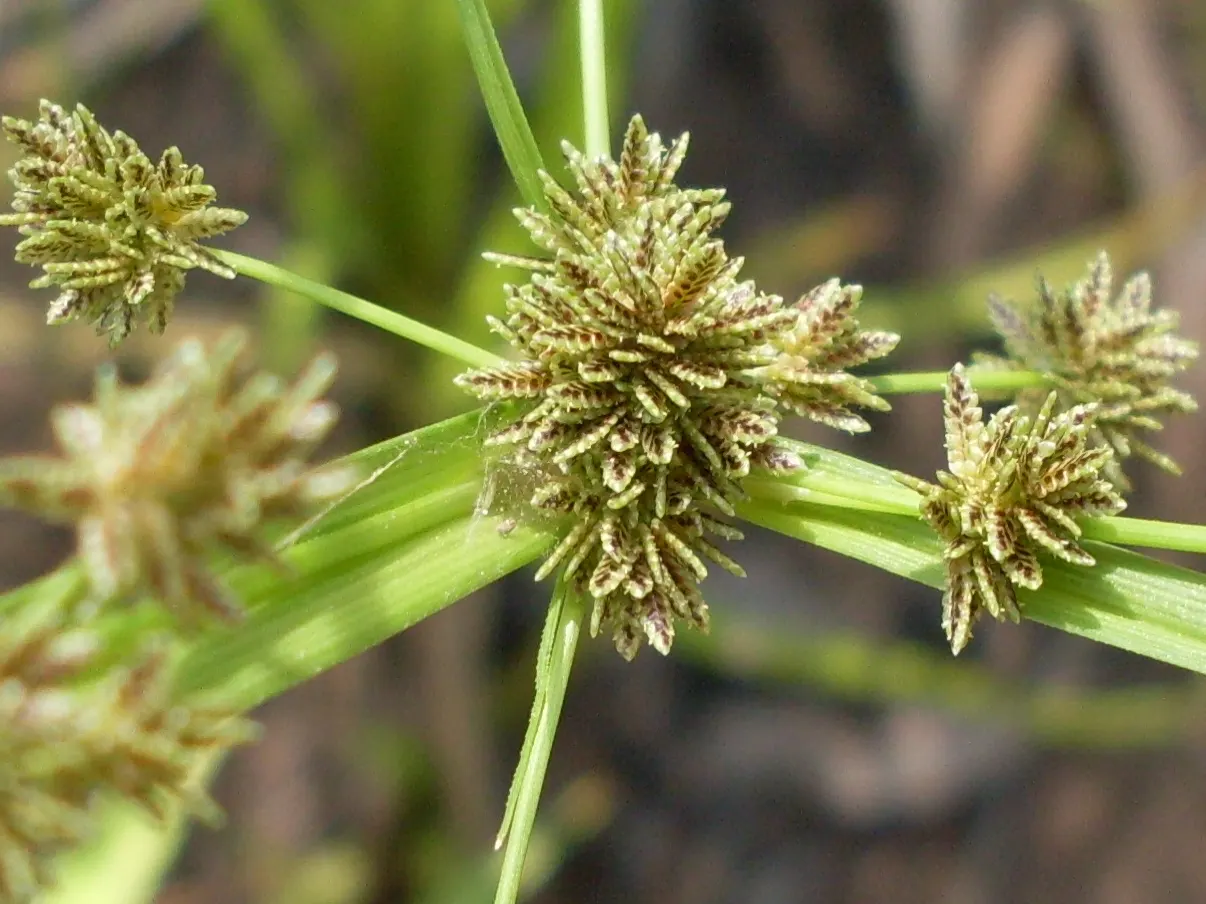 Umbrella Plant, Umbrella Flatsedge (Cyperus Alternifolius) — is a tropical plant renowned for its distinctive radiating leaves that resemble the spokes of an
