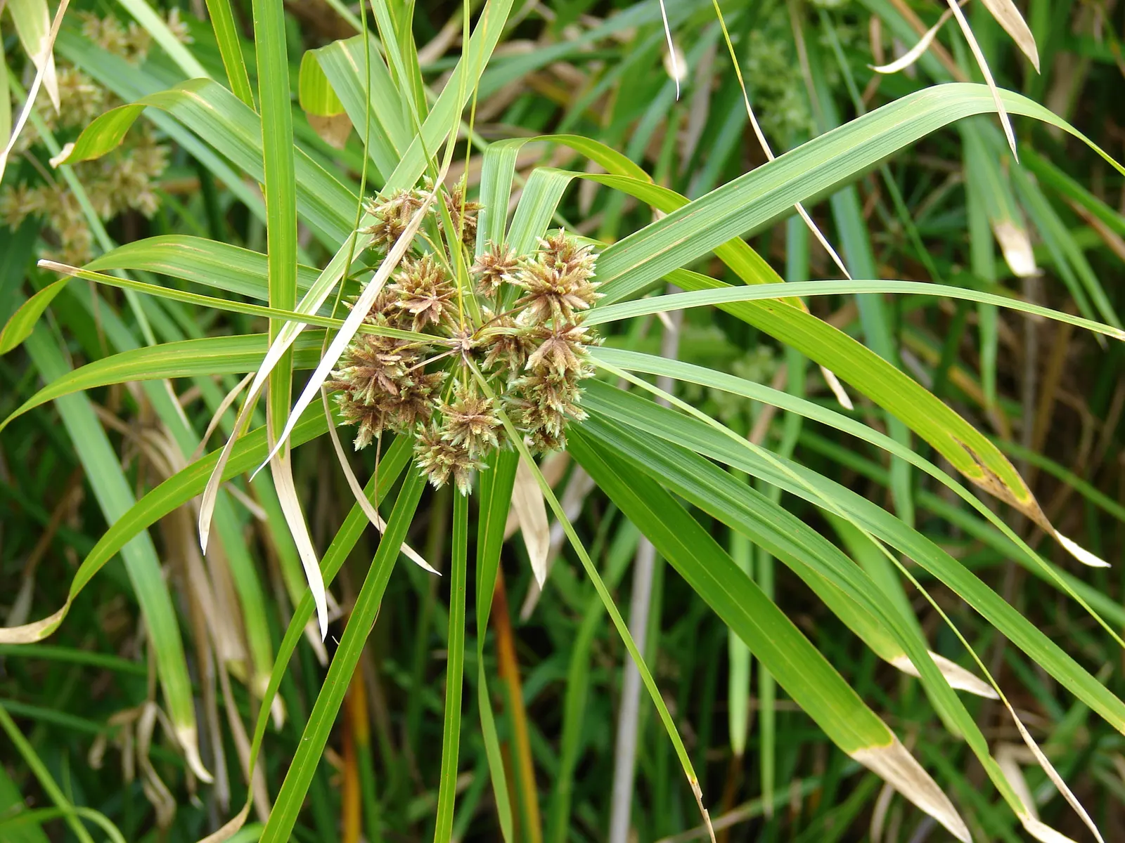 Umbrella Plant, Umbrella Flatsedge (Cyperus Alternifolius) — It is an evergreen perennial that adds a lush; its low-maintenance nature, image 98