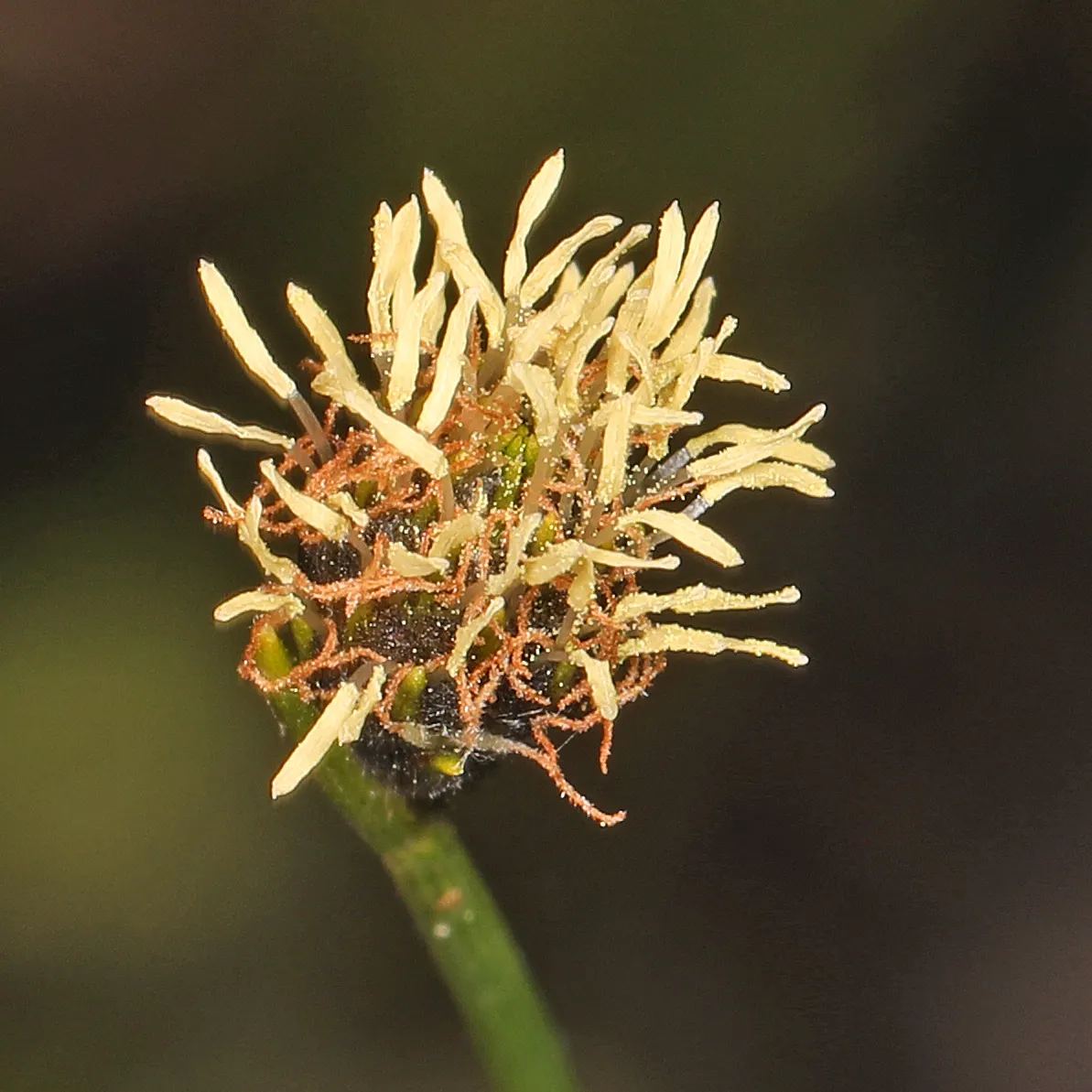Umbrella Plant, Umbrella Flatsedge (Cyperus Alternifolius) — it's a showy choice for both decorative and practical design elements