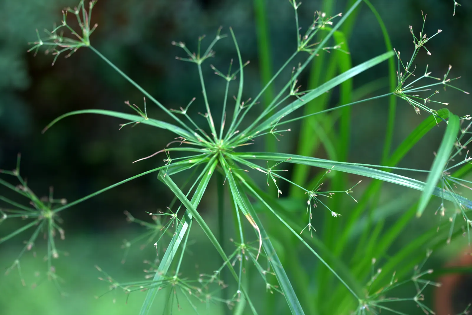 Umbrella Plant, Umbrella Flatsedge (Cyperus Alternifolius) — The Umbrella Plant is often planted near water features; this low-maintenance plant, image 108