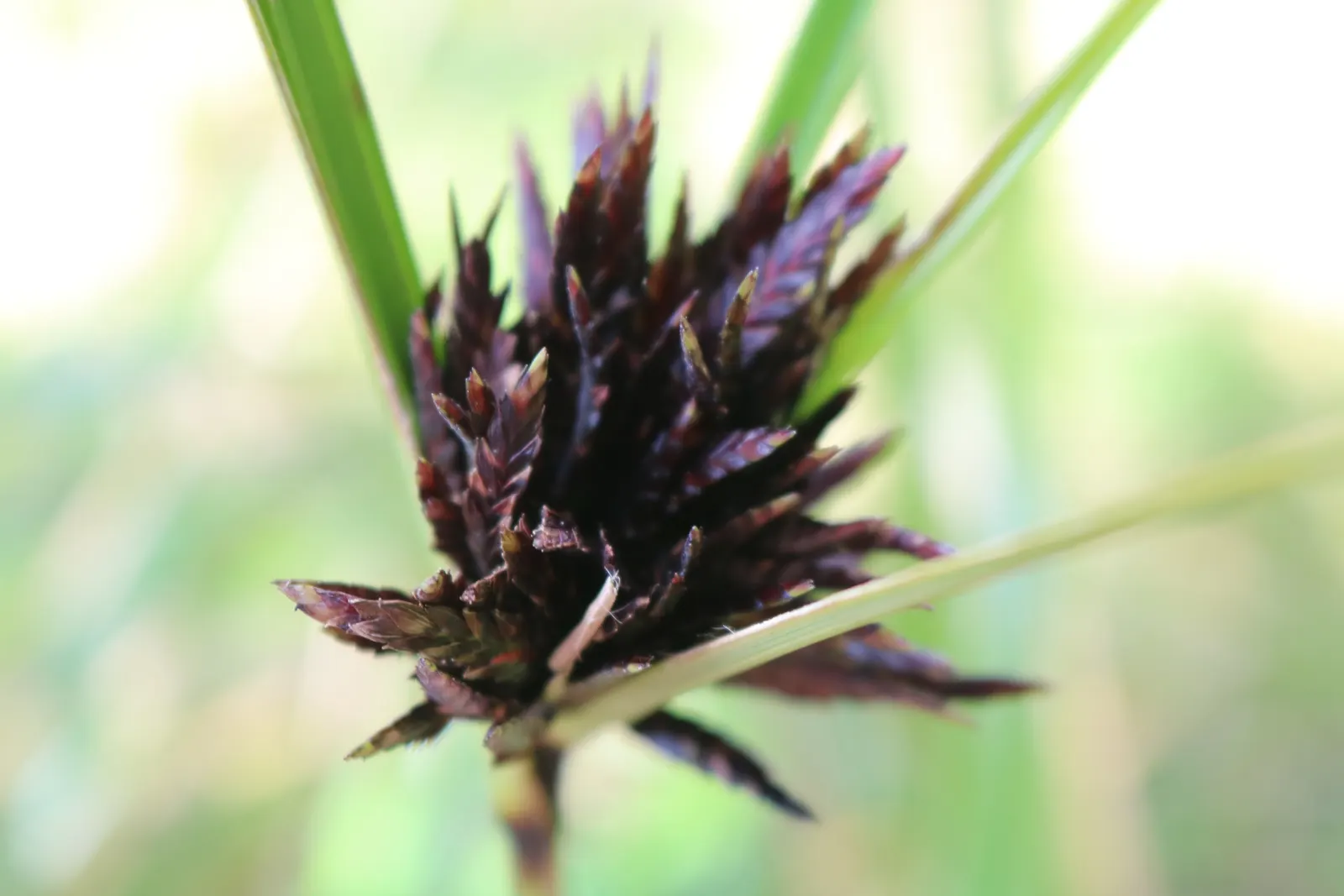 Umbrella Plant, Umbrella Flatsedge (Cyperus Alternifolius) — erect stems of the Umbrella Plant are topped with a cluster of linear leaves