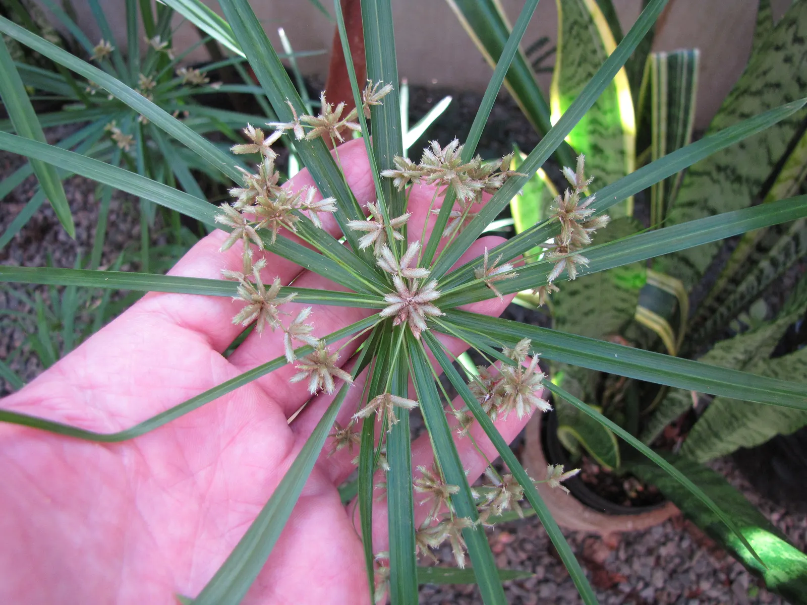 Umbrella Plant, Umbrella Flatsedge (Cyperus Alternifolius) — with its graceful leaves spreading up to 3 feet across; creating the plant's, image 101