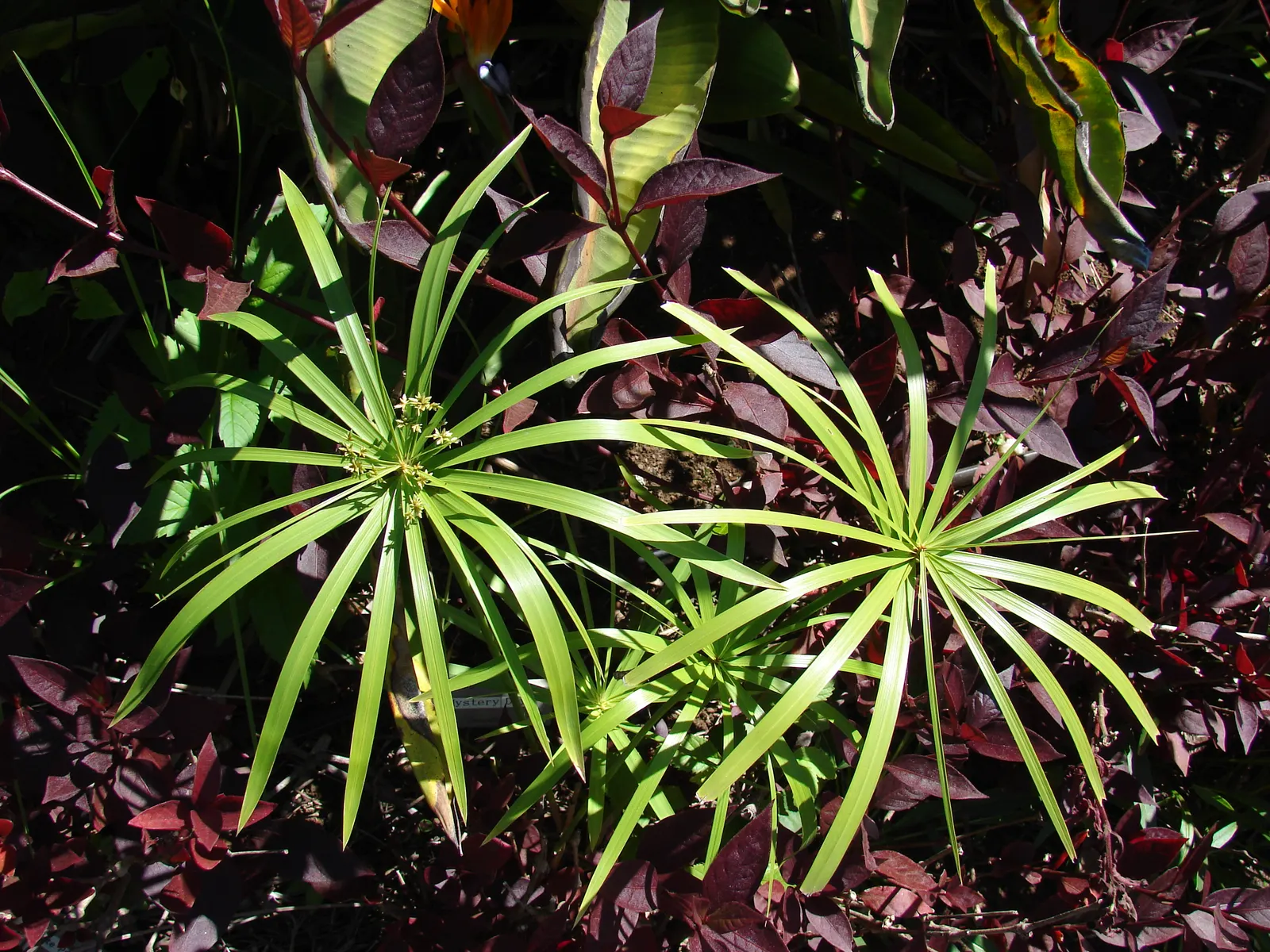 Umbrella Plant, Umbrella Flatsedge (Cyperus Alternifolius) — though it does best in soil that is rich and retains moisture; it can become invasive, image 107