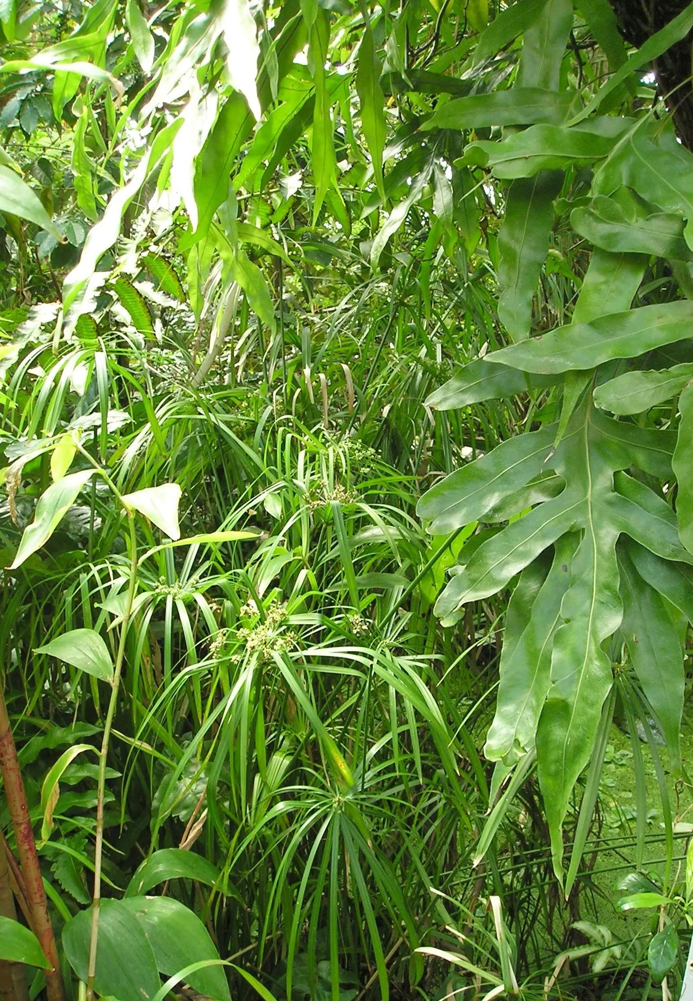Umbrella Plant, Umbrella Flatsedge (Cyperus Alternifolius) — also known as the Umbrella Papyrus or by its scientific name Cyperus alternifolius, image 96