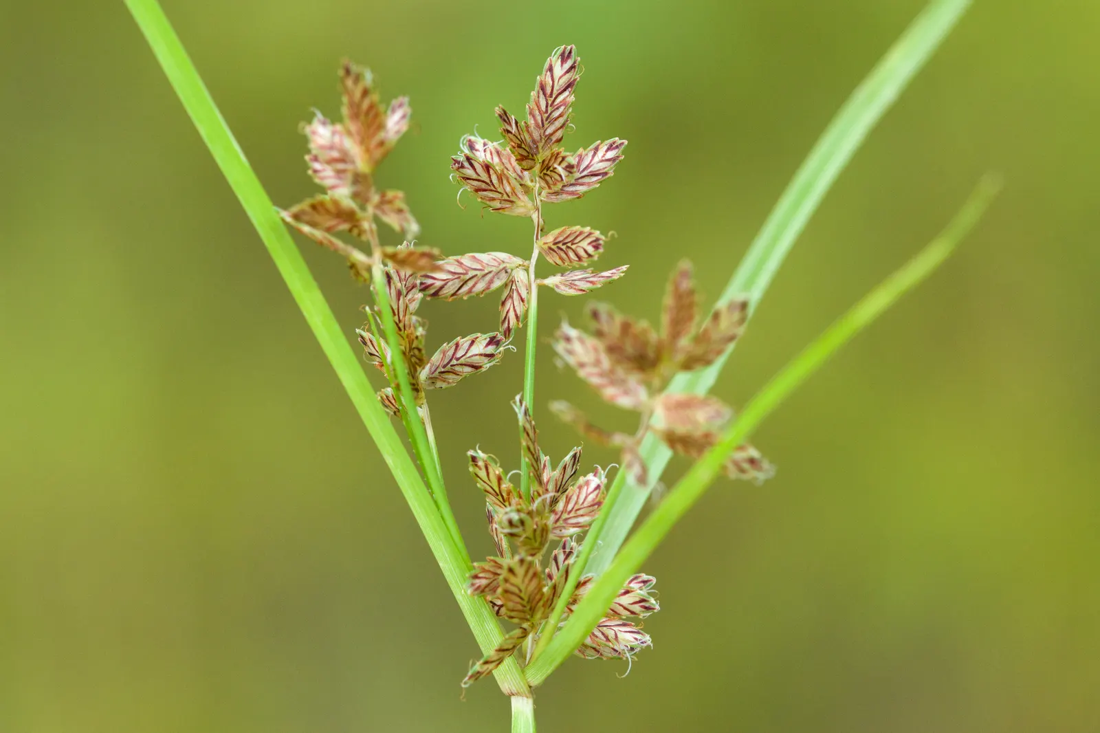 Umbrella Plant, Umbrella Flatsedge (Cyperus Alternifolius) — as it requires consistent moisture
