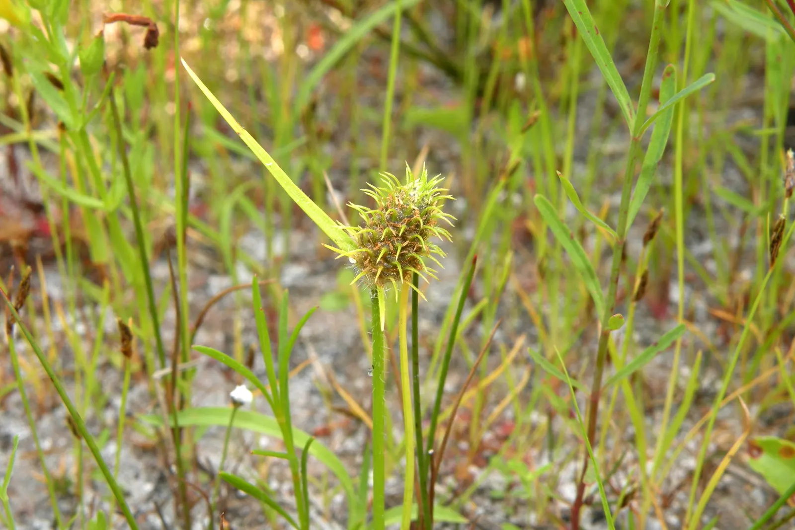 Umbrella Plant, Umbrella Flatsedge (Cyperus Alternifolius) — also known as the Umbrella Papyrus or by its scientific name Cyperus alternifolius