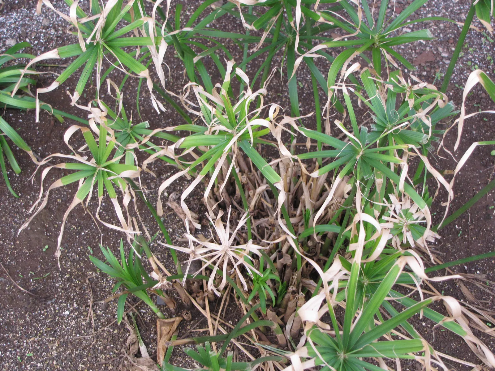 Umbrella Plant, Umbrella Flatsedge (Cyperus Alternifolius) — it can become invasive if not managed properly; perennial with green blooms