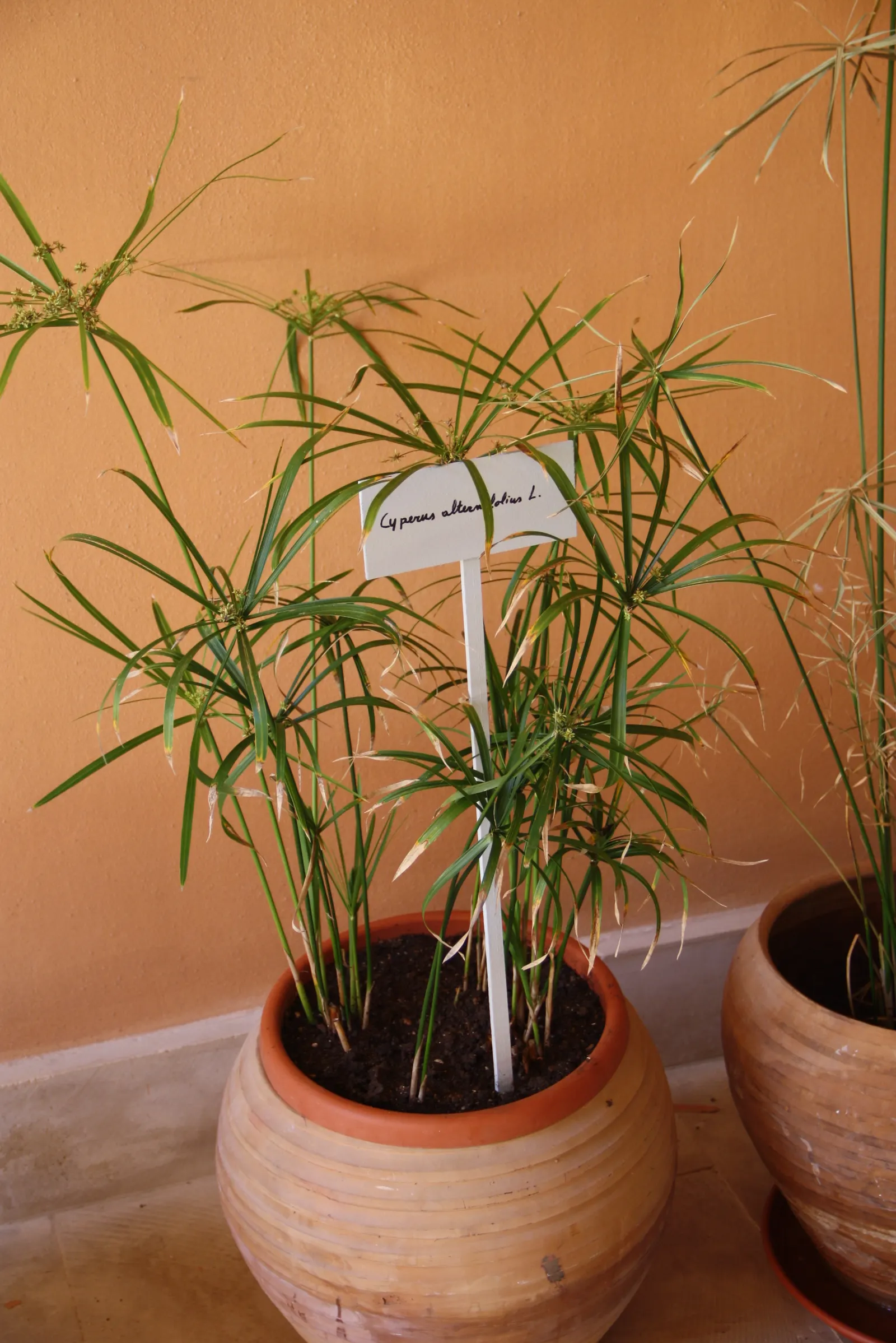 Umbrella Plant, Umbrella Flatsedge (Cyperus Alternifolius) — is a tropical plant renowned for its distinctive radiating leaves that resemble the, image 97