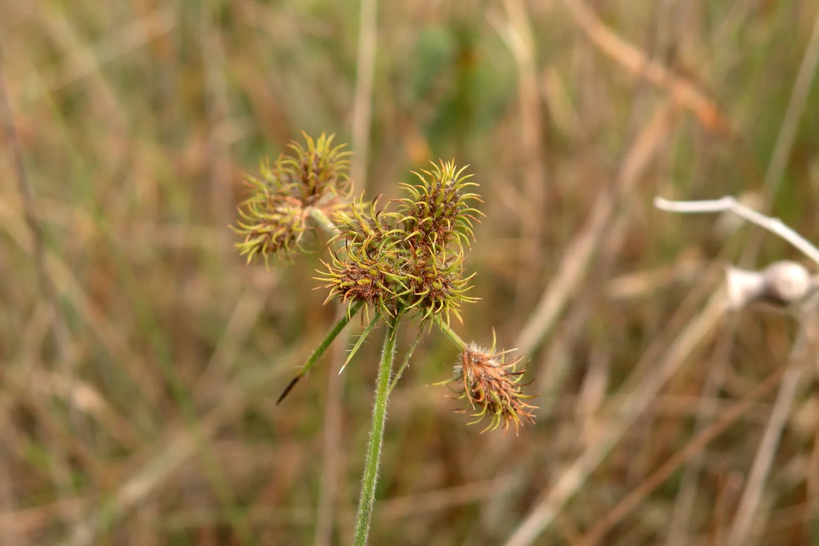 Umbrella Plant, Umbrella Flatsedge (Cyperus Alternifolius) — It features radiating leaves that form an umbrella-like shape atop sturdy, green stems up to 2-3