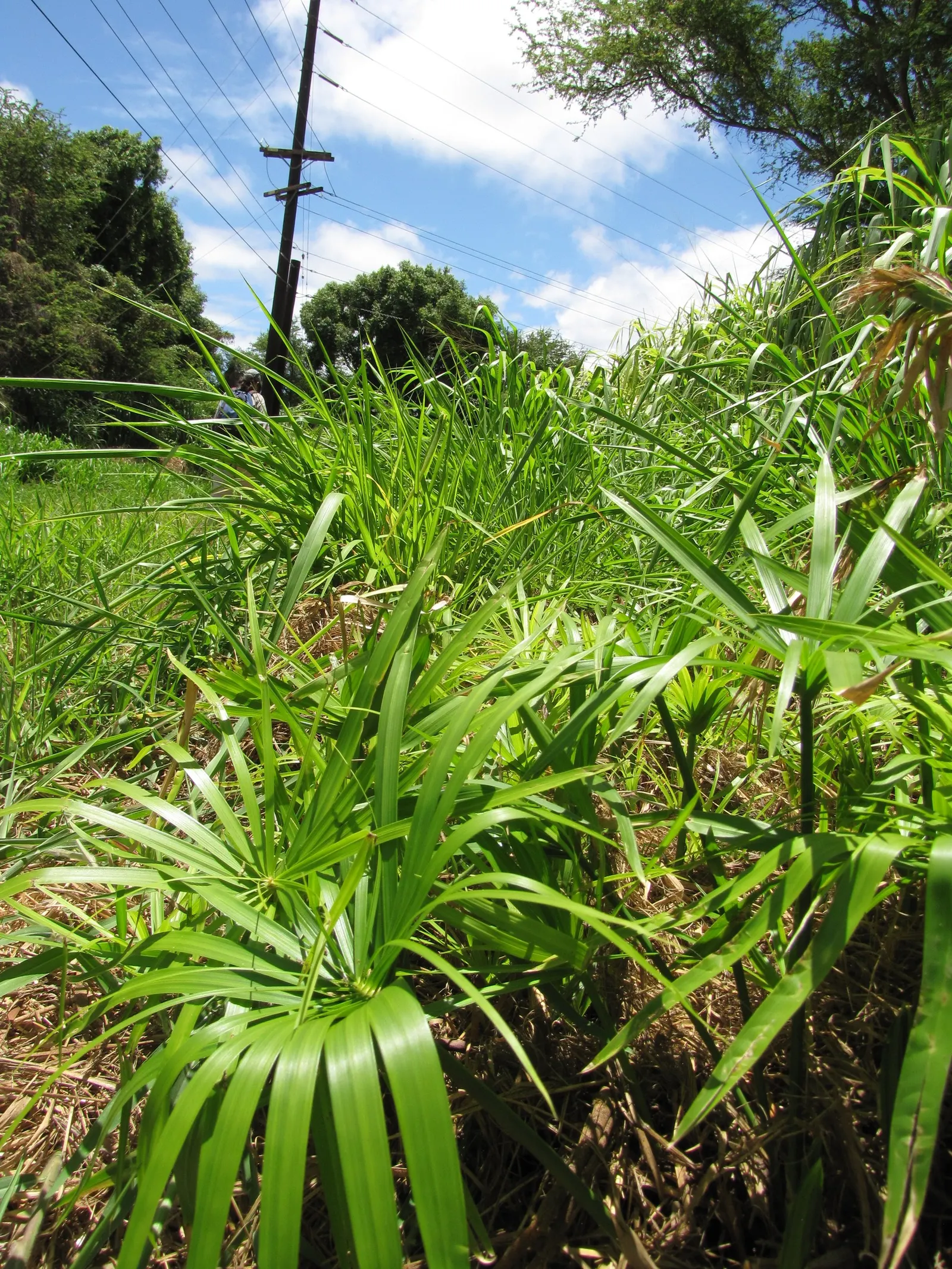 Umbrella Plant, Umbrella Flatsedge (Cyperus Alternifolius) — Cyperus alternifolius thrives in warmer climates; erect stems of the Umbrella Plant, image 105