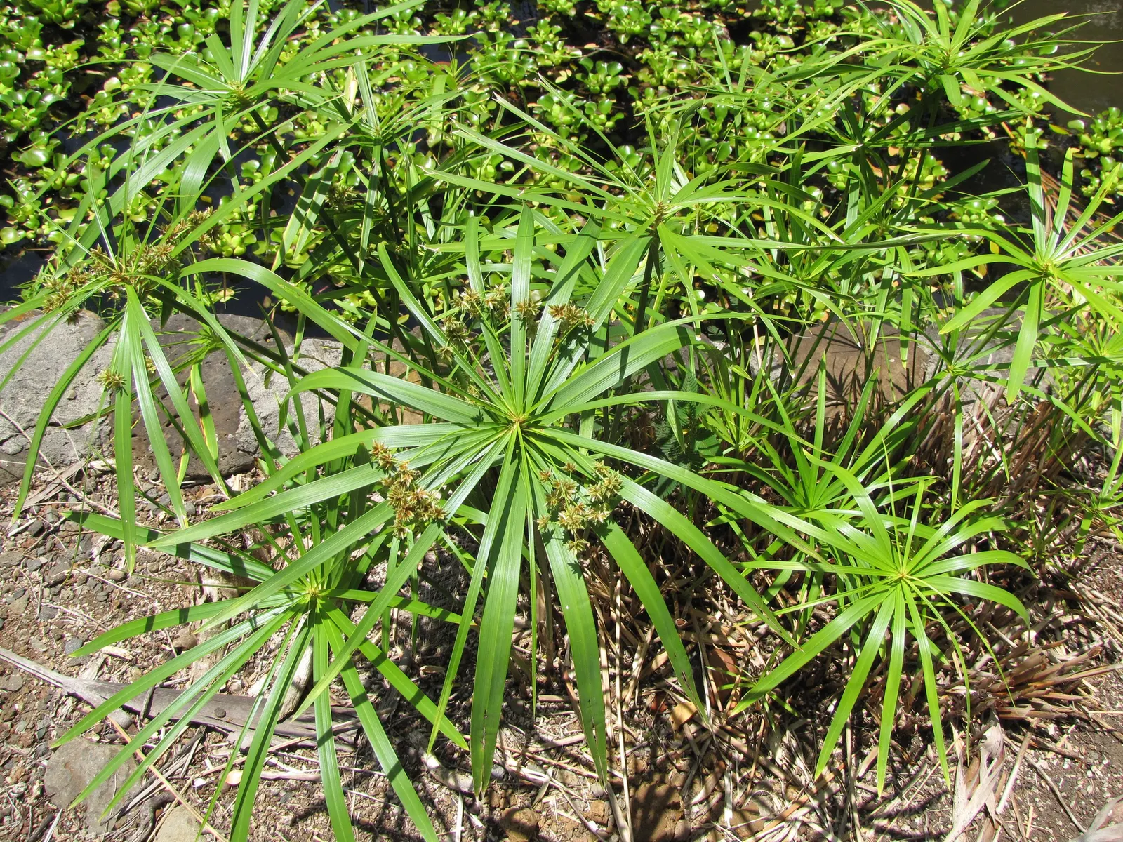 Umbrella Plant, Umbrella Flatsedge (Cyperus Alternifolius) — It features radiating leaves that form an umbrella-like shape atop sturdy, green stems, image 92