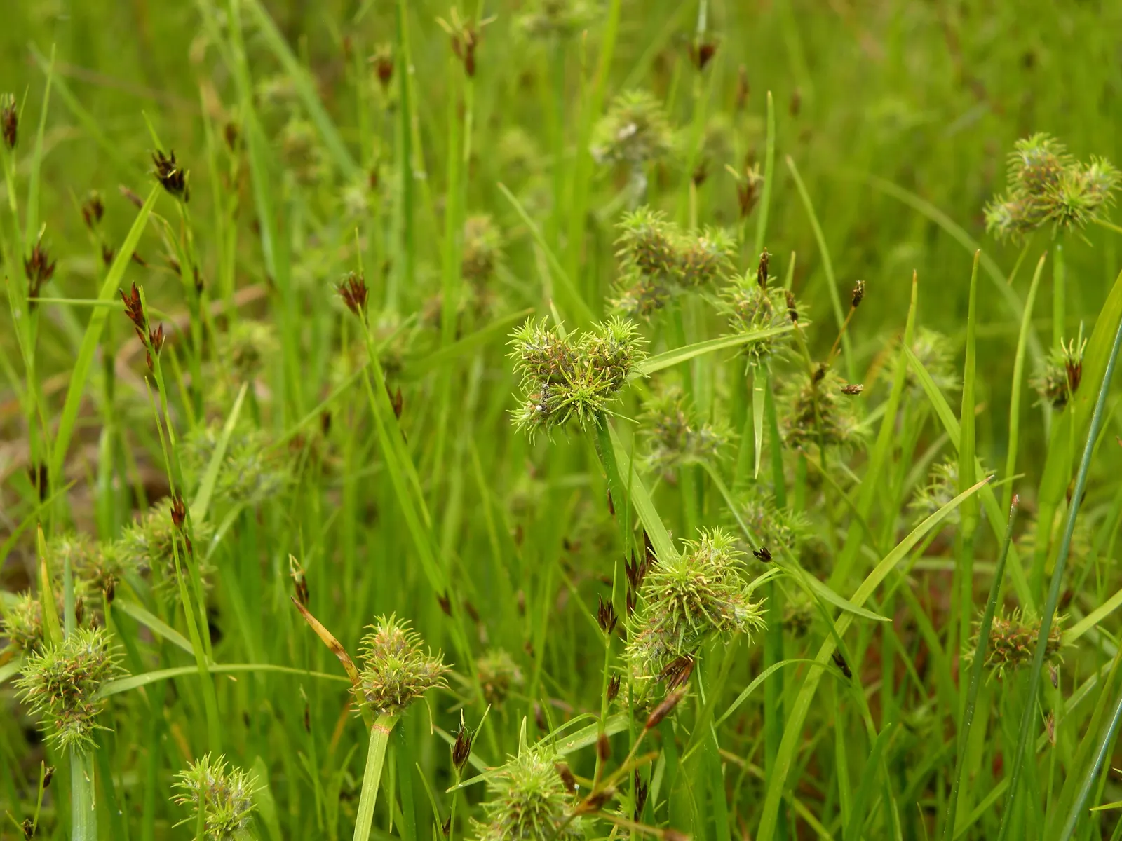 Umbrella Plant, Umbrella Flatsedge (Cyperus Alternifolius) — This low-maintenance plant thrives in full sun to partial shade and prefers consistently moist soil