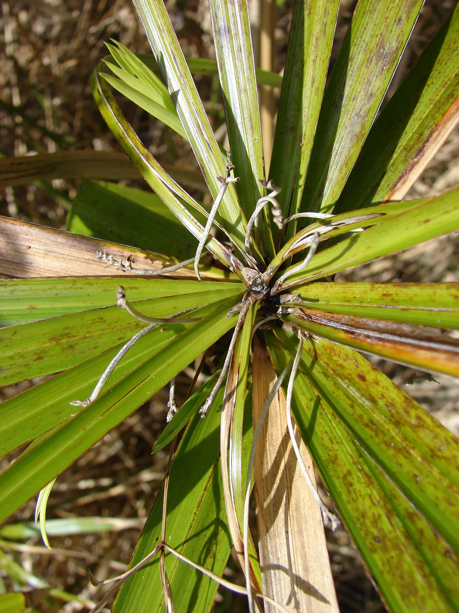 Umbrella Plant, Umbrella Flatsedge (Cyperus Alternifolius) — The Umbrella Plant is often planted near water features; this low-maintenance plant, image 78