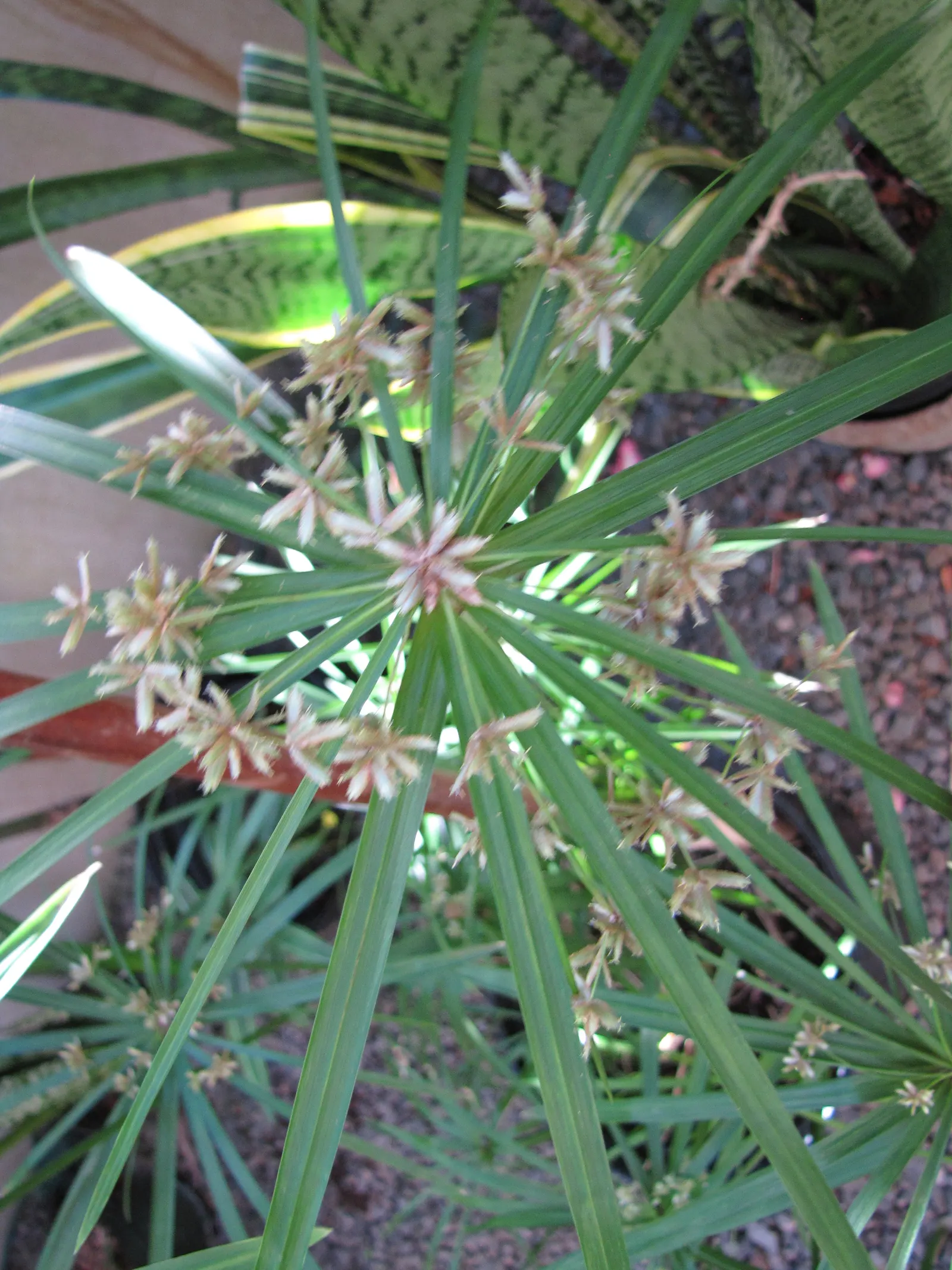 Umbrella Plant, Umbrella Flatsedge (Cyperus Alternifolius) — this charismatic plant can reach a height of 2 to 4 feet; is a tropical plant renowned, image 100