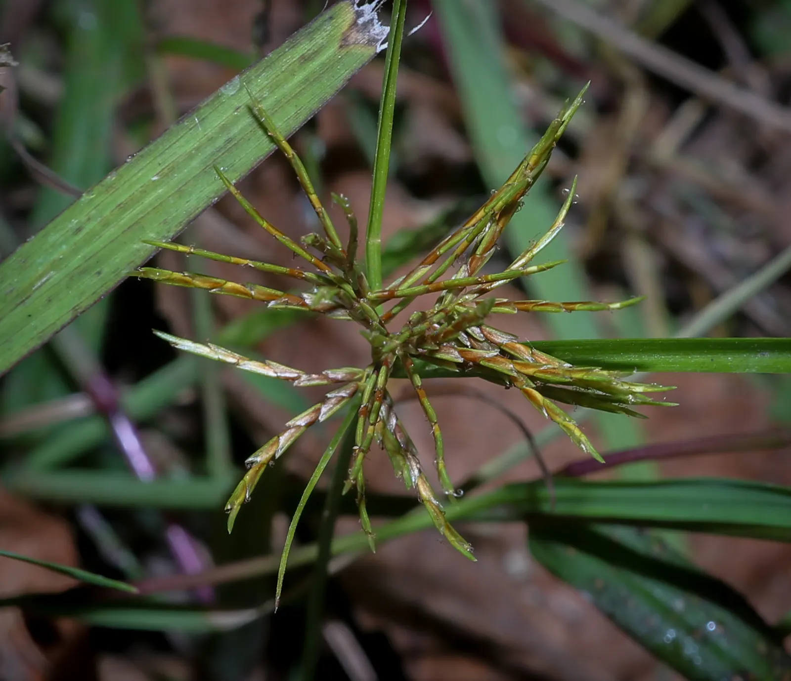 Umbrella Plant, Umbrella Flatsedge (Cyperus Alternifolius) — It prefers full sun to partial shade with a tolerance for a variety of soil types