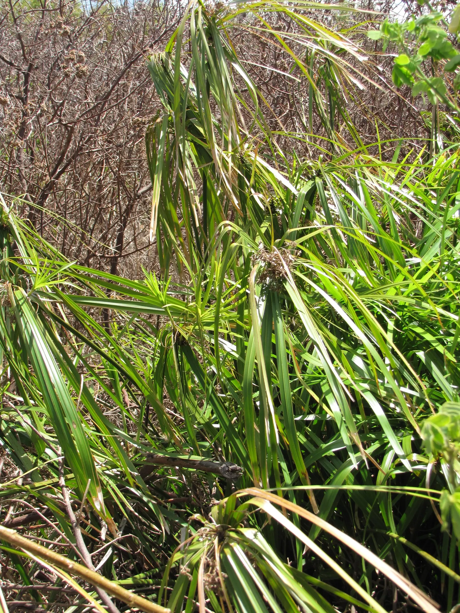 Umbrella Plant, Umbrella Flatsedge (Cyperus Alternifolius) — erect stems of the Umbrella Plant are topped with a cluster of linear leaves; it's, image 102