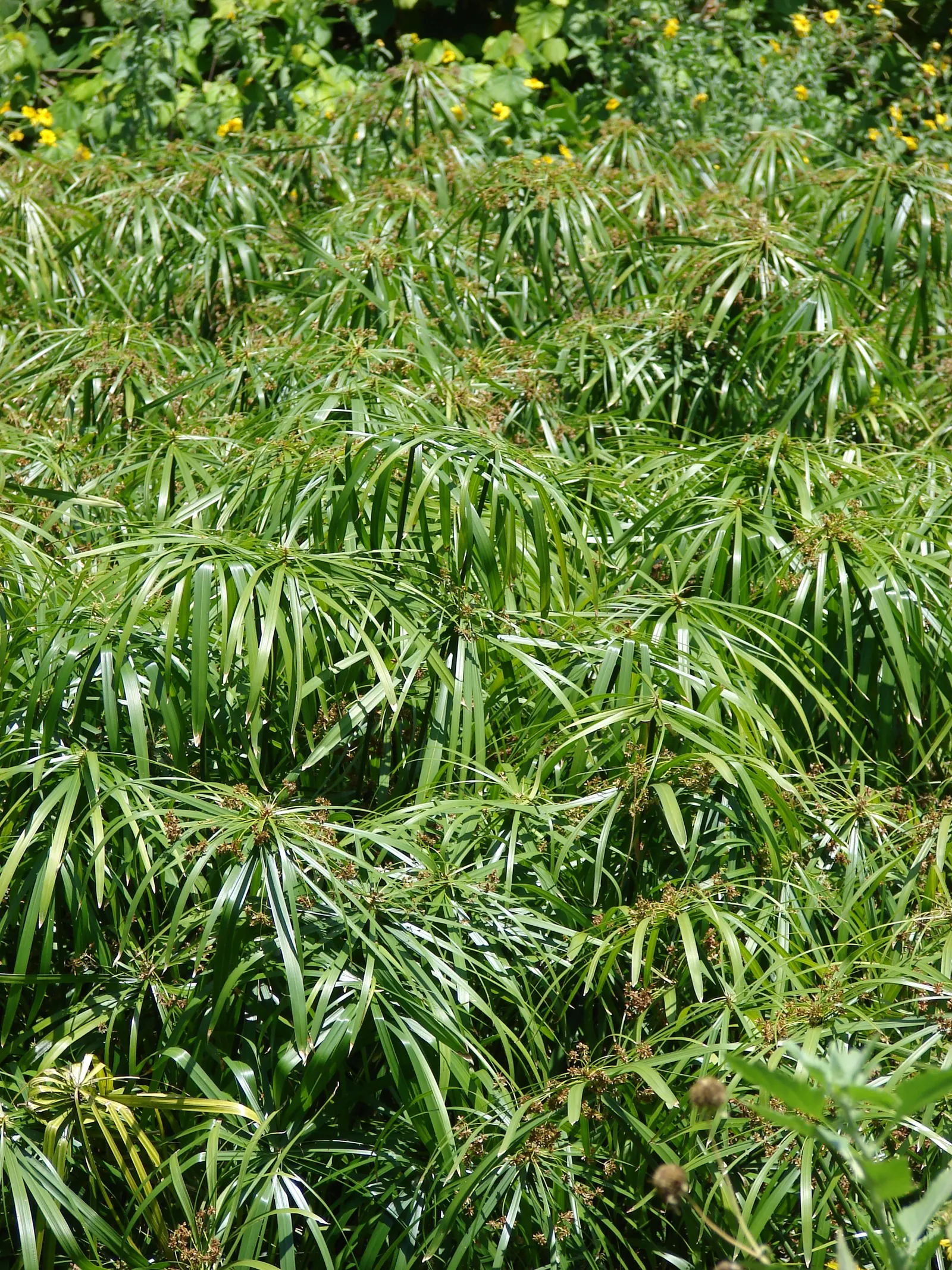 Umbrella Plant, Umbrella Flatsedge (Cyperus Alternifolius) — Its low-maintenance nature; it is an evergreen perennial that adds a lush, image 113