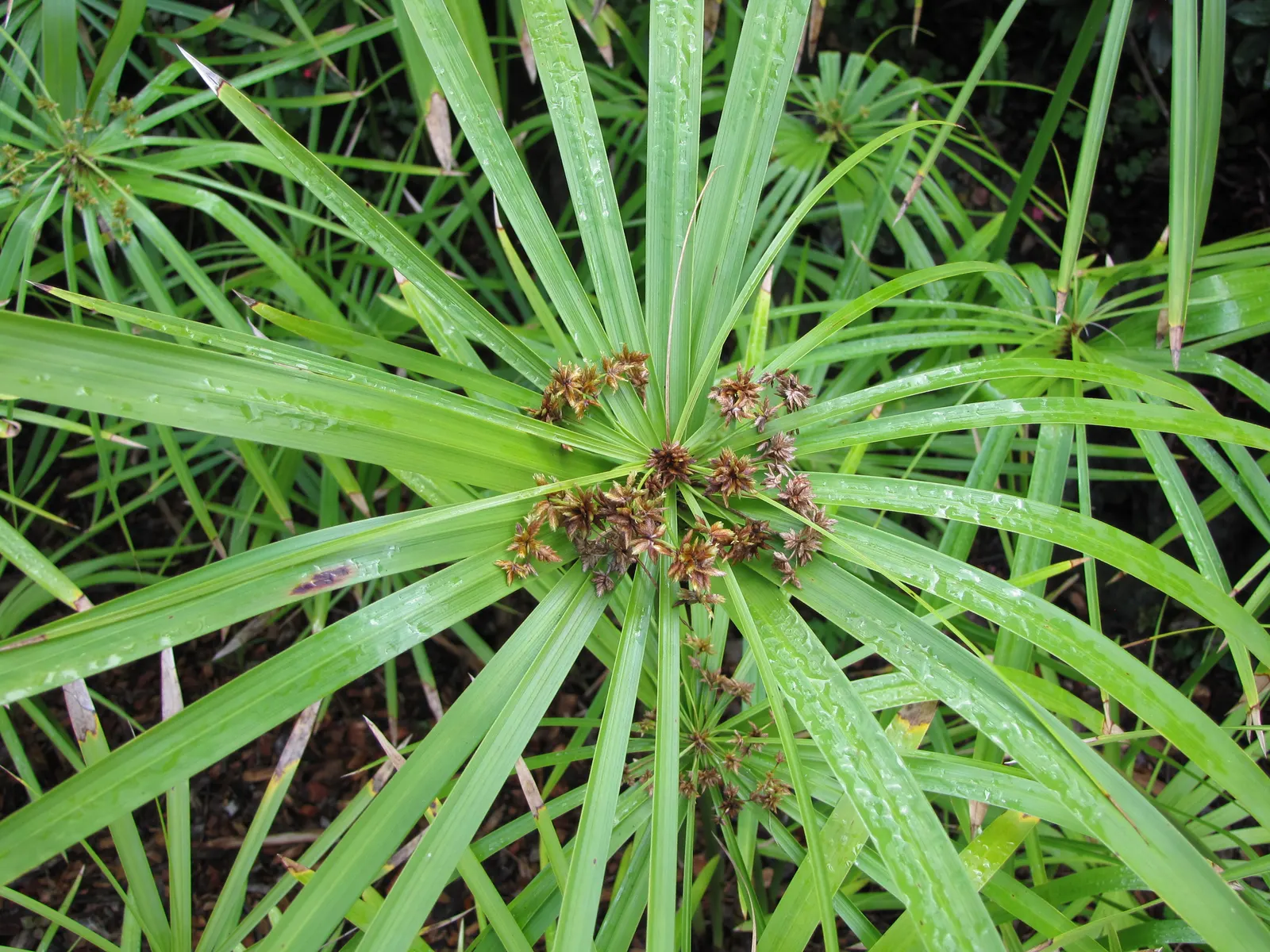 Umbrella Plant, Umbrella Flatsedge (Cyperus Alternifolius) — exotic touch to any landscape design.<br><br>Typically; perennial for deep shade or, image 99