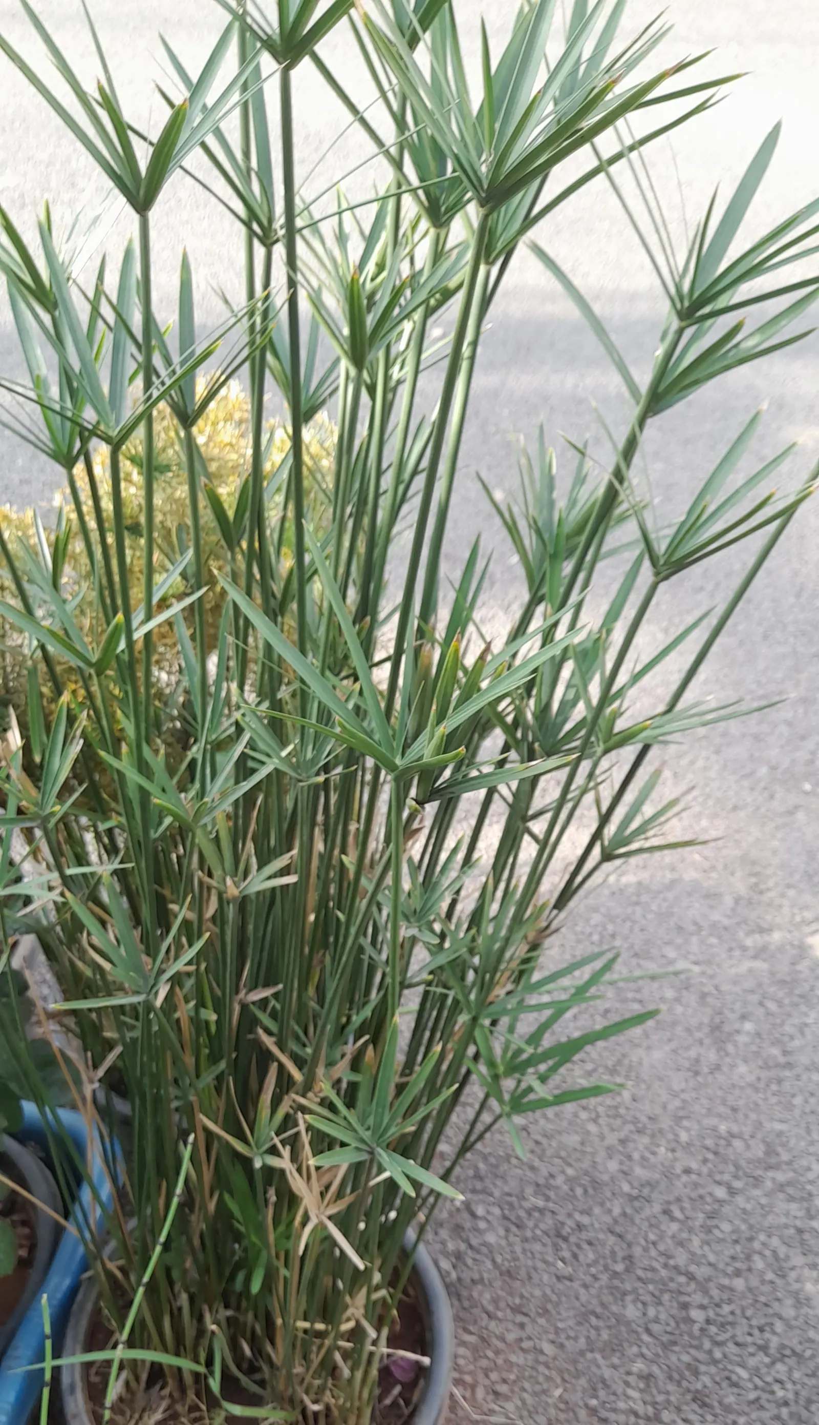 Umbrella Plant, Umbrella Flatsedge (Cyperus Alternifolius) — which are bright green and arranged in a single plane