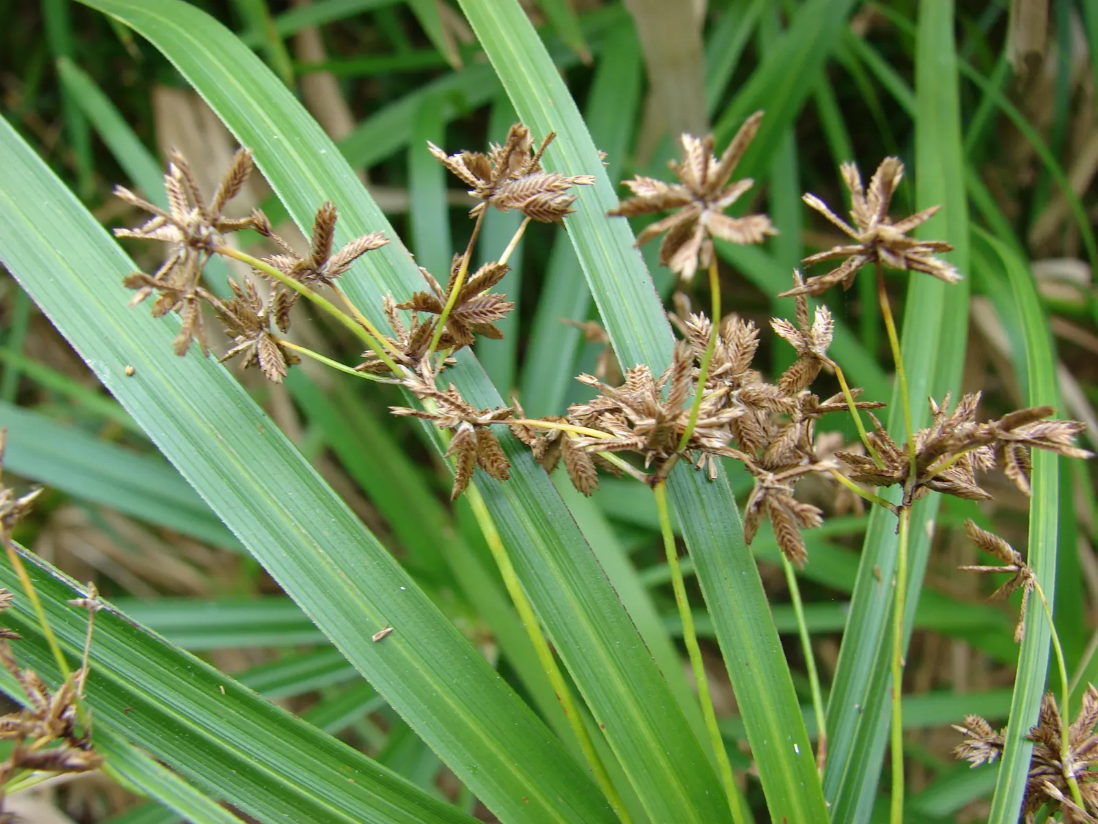 Umbrella Plant, Umbrella Flatsedge (Cyperus Alternifolius) — can be utilized as an accent or centerpiece due to its unique form.<br><br>For the, image 80