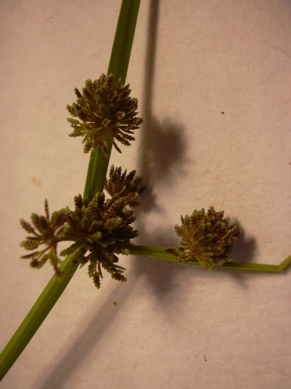 Umbrella Plant, Umbrella Flatsedge (Cyperus Alternifolius) — commonly known as the Umbrella Plant or Umbrella Papyrus