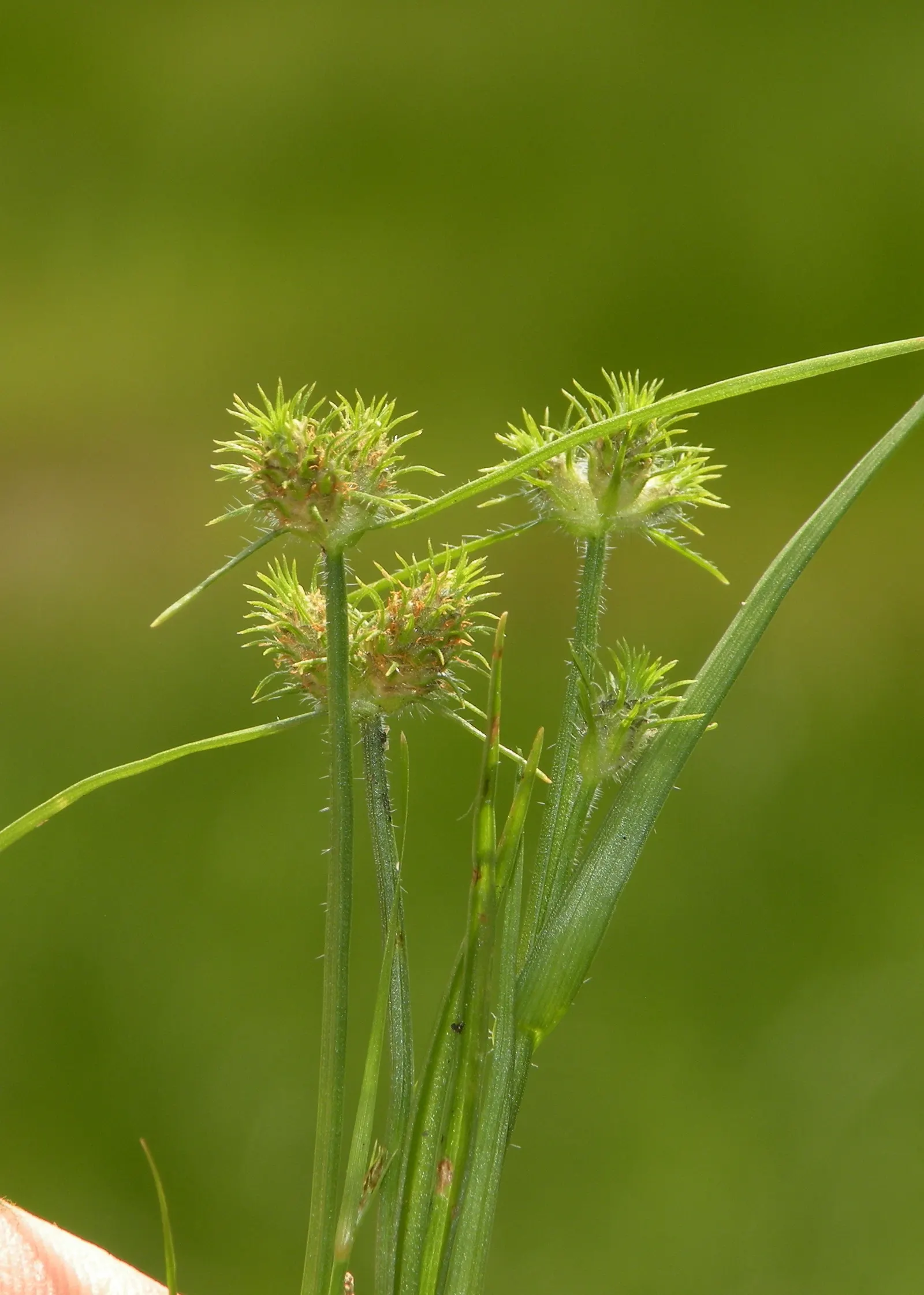 Umbrella Plant, Umbrella Flatsedge (Cyperus Alternifolius) — creating the plant's umbrella-like appearance.<br><br>Native to Madagascar