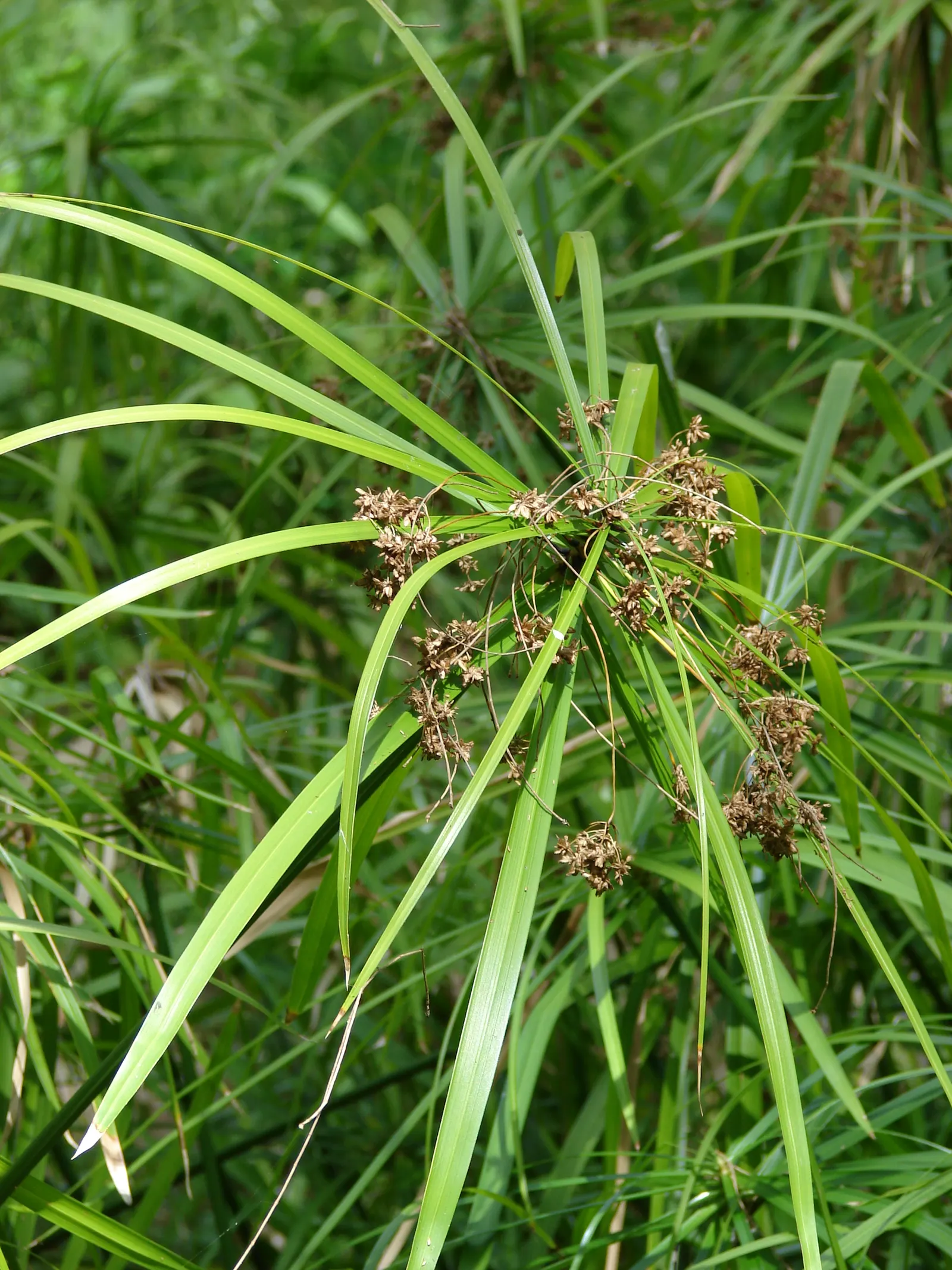 Umbrella Plant, Umbrella Flatsedge (Cyperus Alternifolius) — as it requires consistent moisture; this charismatic plant can reach a height of 2 to, image 79