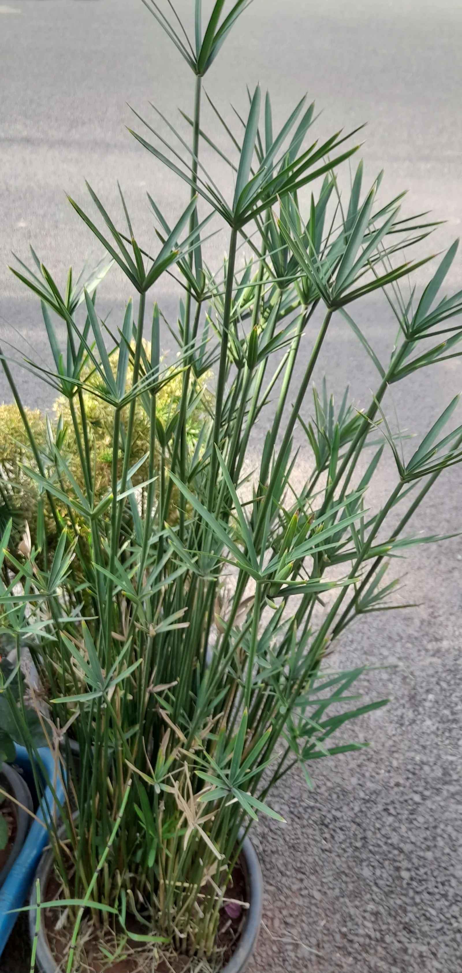 Umbrella Plant, Umbrella Flatsedge (Cyperus Alternifolius) — with its graceful leaves spreading up to 3 feet across