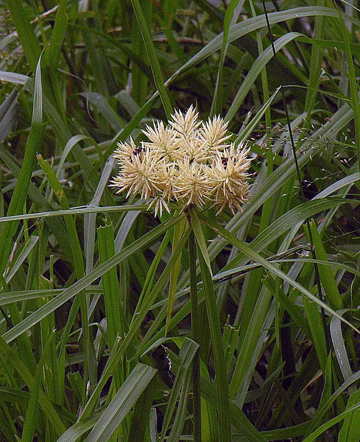 Umbrella Plant, Umbrella Flatsedge (Cyperus Alternifolius) — exotic touch to any landscape design.<br><br>Typically