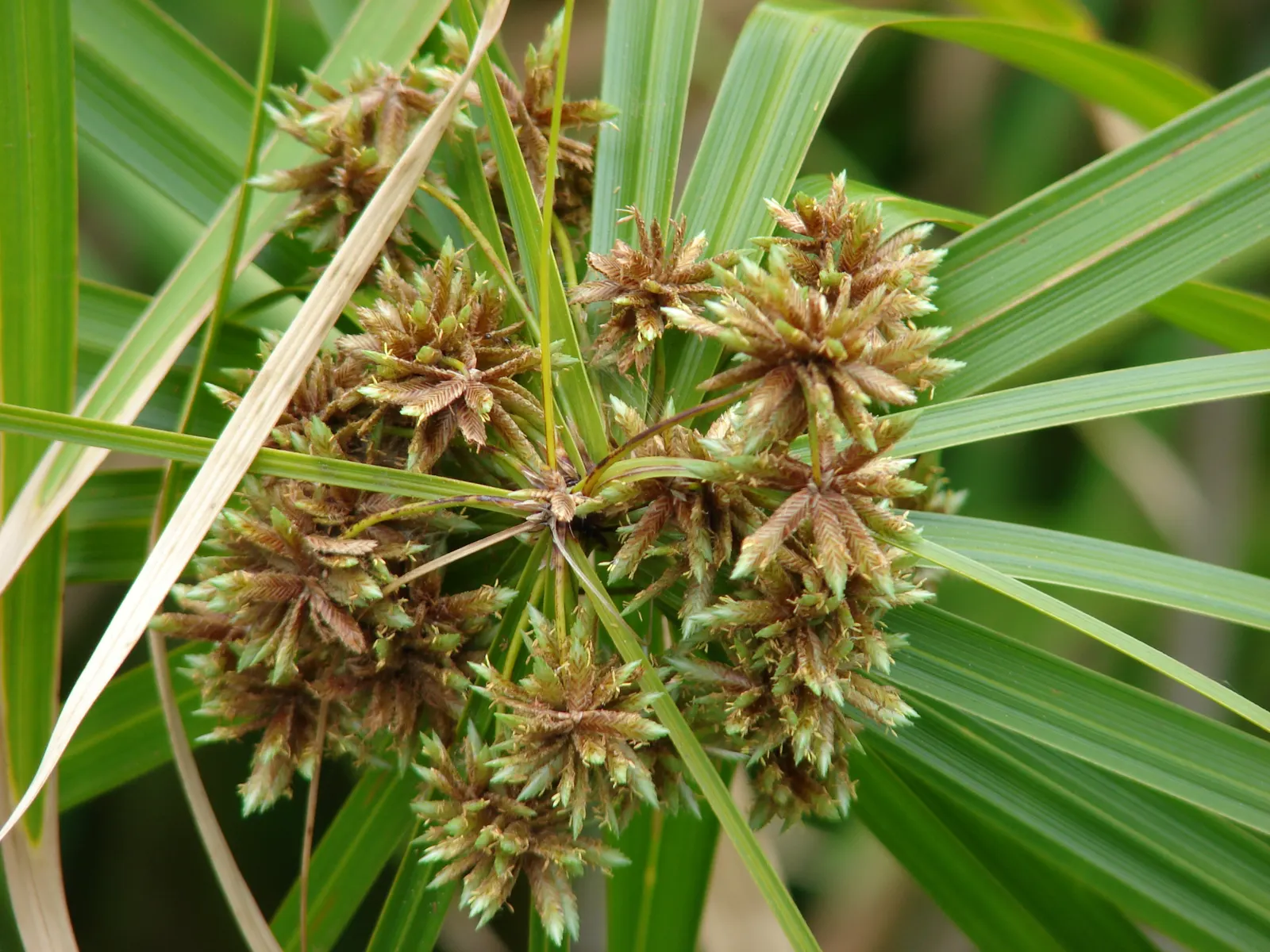 Umbrella Plant, Umbrella Flatsedge (Cyperus Alternifolius) — commonly known as the Umbrella Plant or Umbrella Papyrus; ideal for adding vertical, image 121