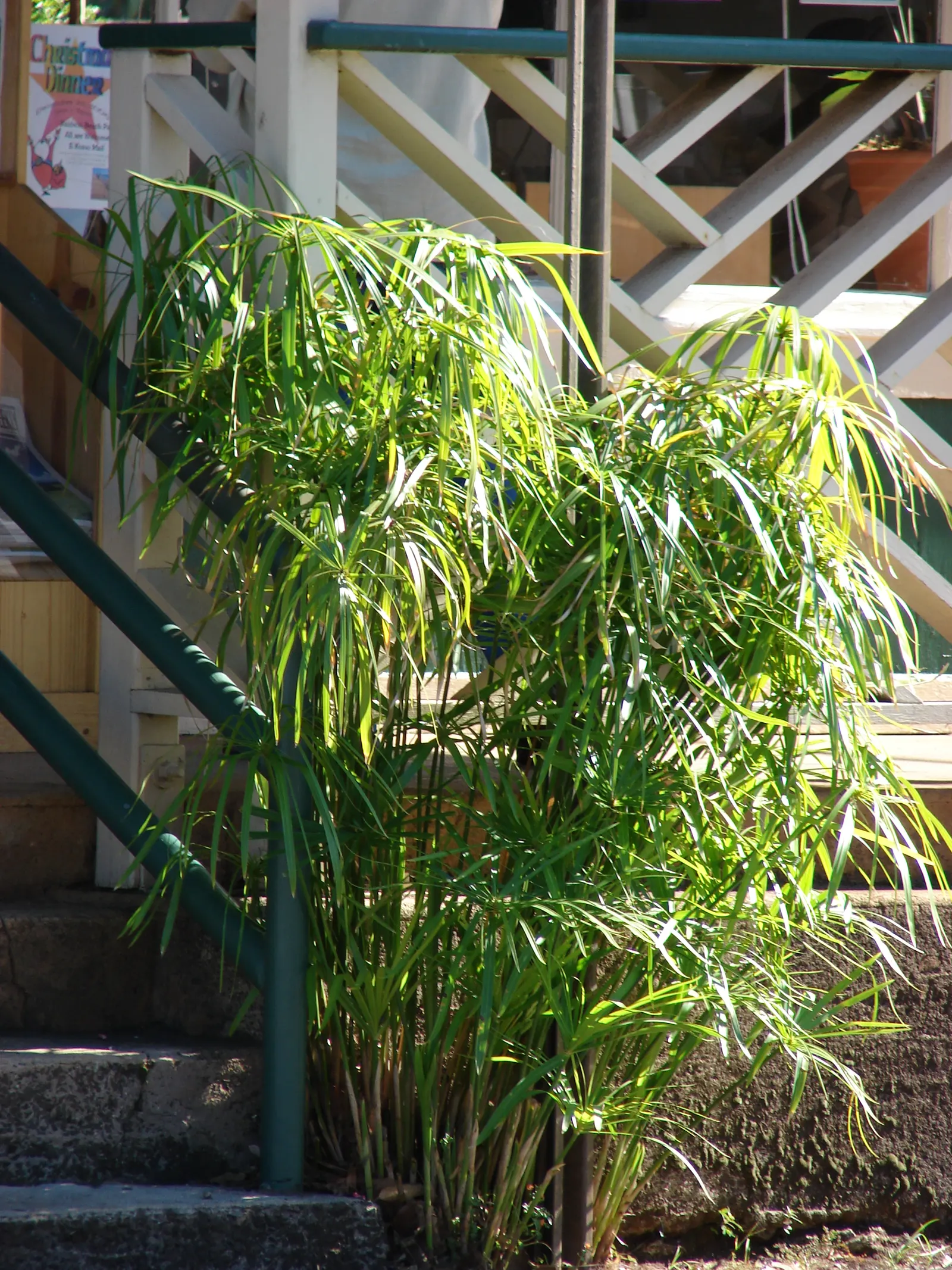 Umbrella Plant, Umbrella Flatsedge (Cyperus Alternifolius) — makes it an ideal choice for anyone seeking a tropical flair in their landscape, image 115