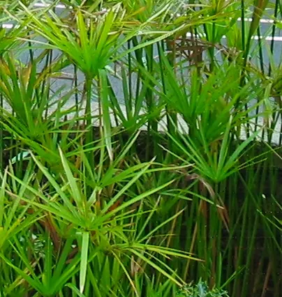 Umbrella Plant, Umbrella Flatsedge (Cyperus Alternifolius) — which are bright green and arranged in a single plane; green flowers in the garden, image 73