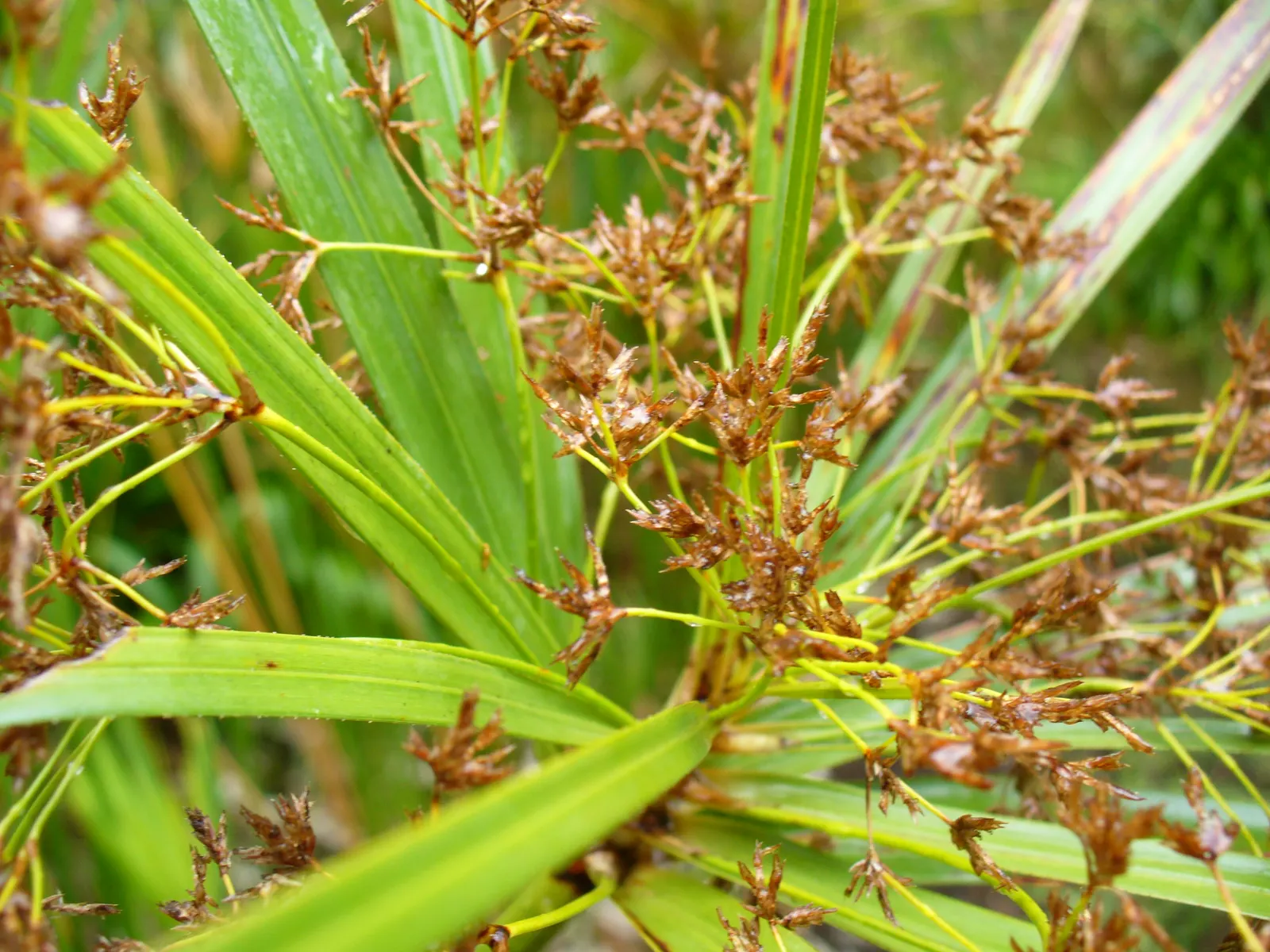 Umbrella Plant, Umbrella Flatsedge (Cyperus Alternifolius) — ensuring adequate moisture and room to grow; commonly known as the Umbrella Plant or, image 82