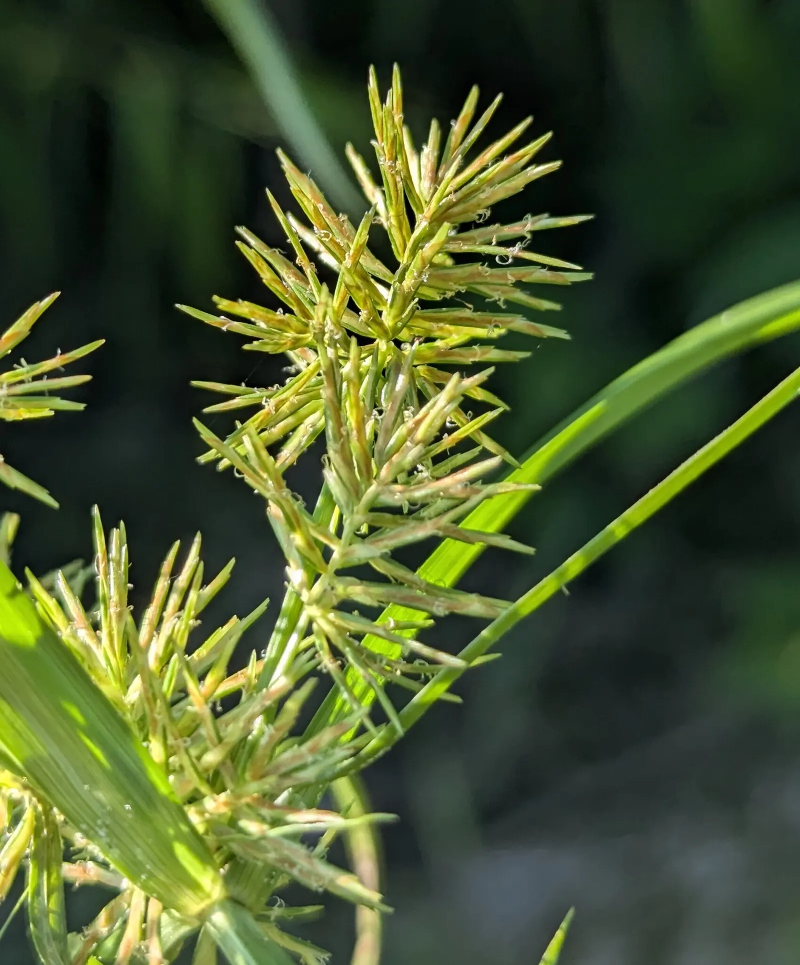 Umbrella Plant, Umbrella Flatsedge (Cyperus Alternifolius) — Cyperus alternifolius thrives in warmer climates