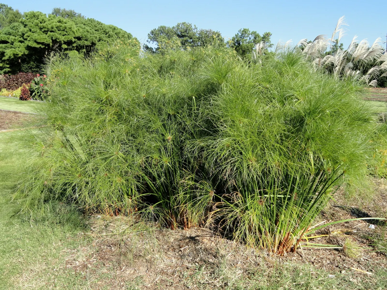 Umbrella Plant, Umbrella Flatsedge (Cyperus Alternifolius) — coupled with moderate watering requirements; cyperus alternifolius thrives in warmer, image 84